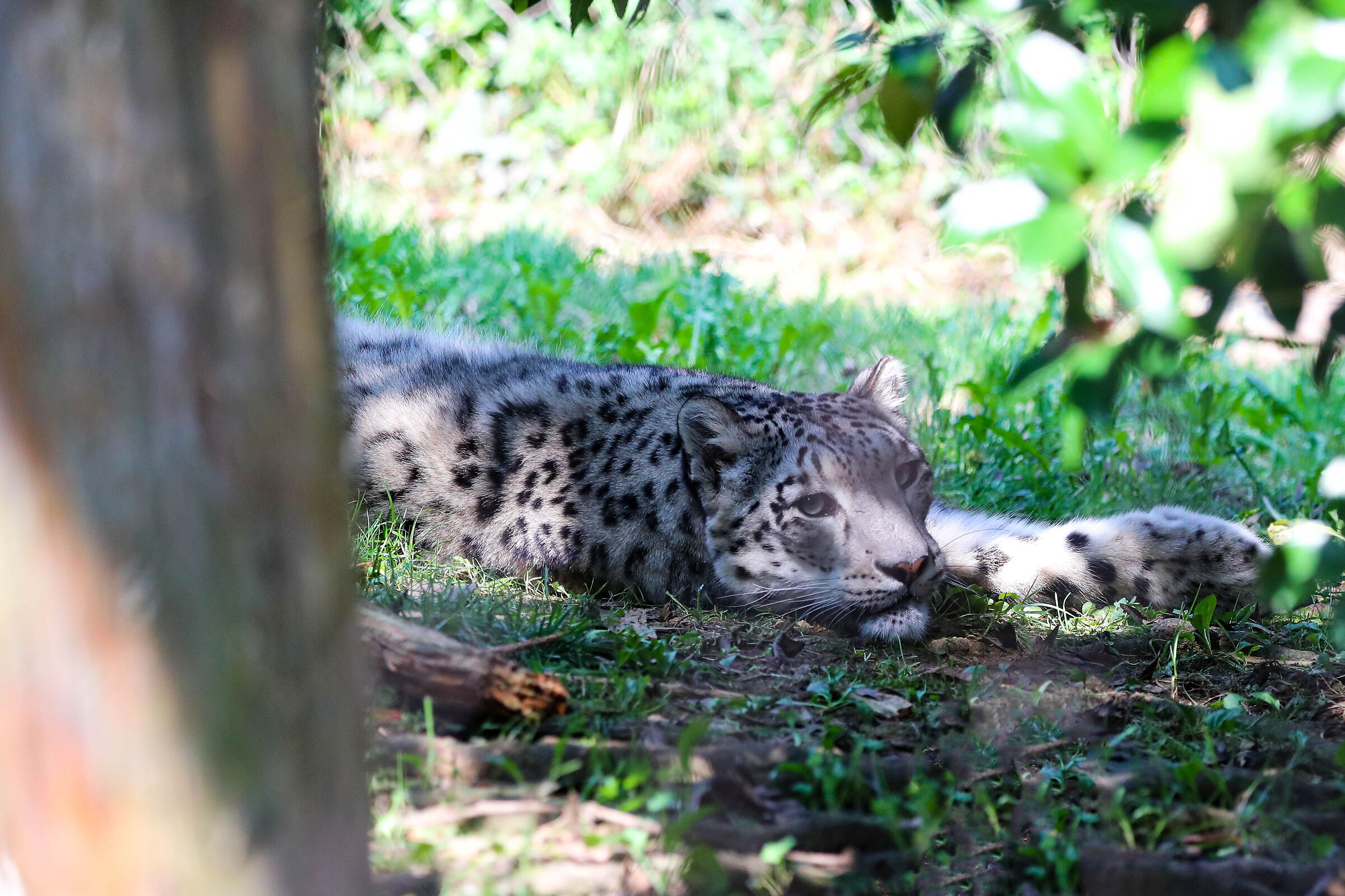 Leopardo delle nevi_2
