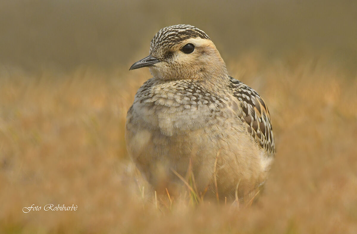 Piviere tortolino...