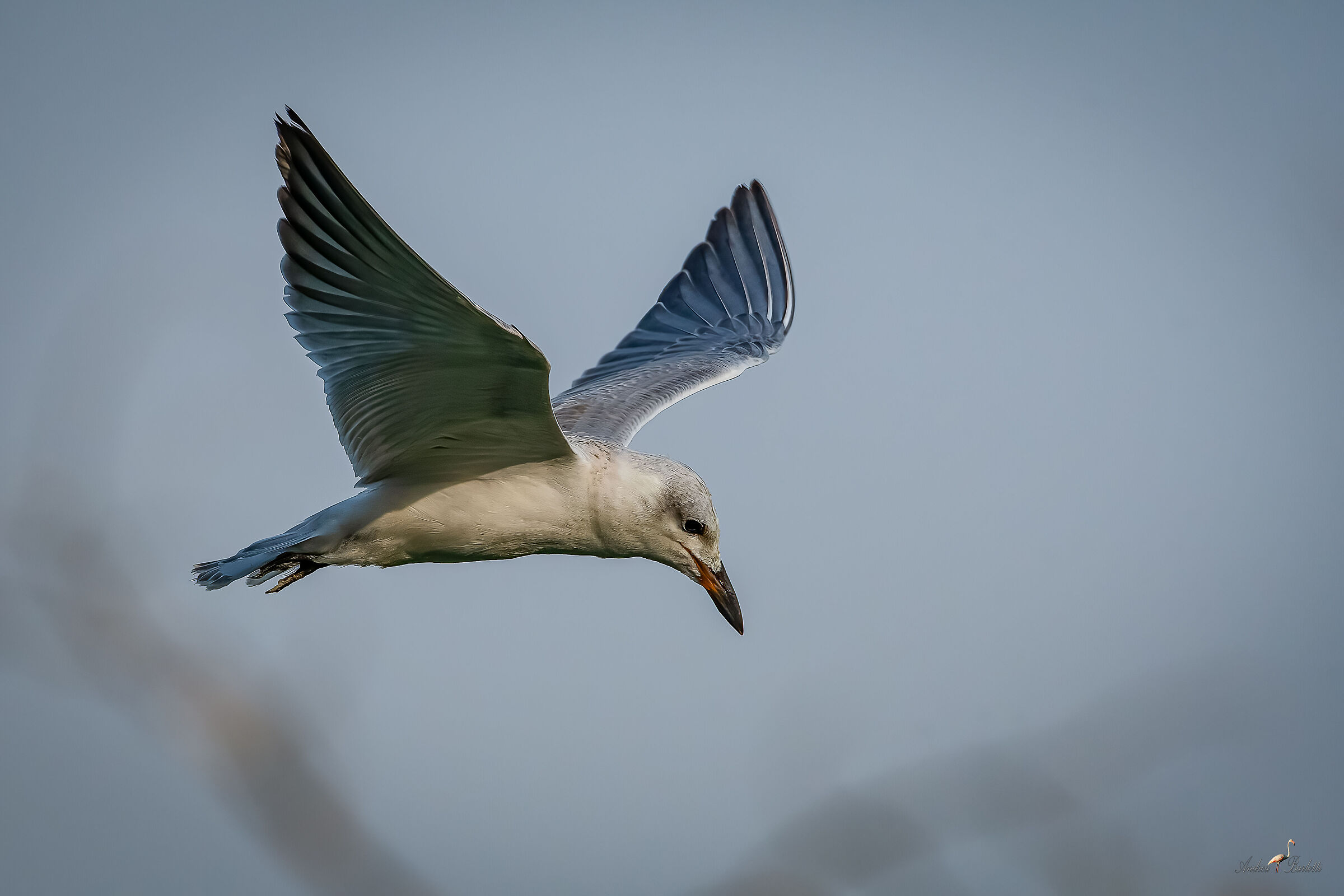 Sterna zampenere Juv