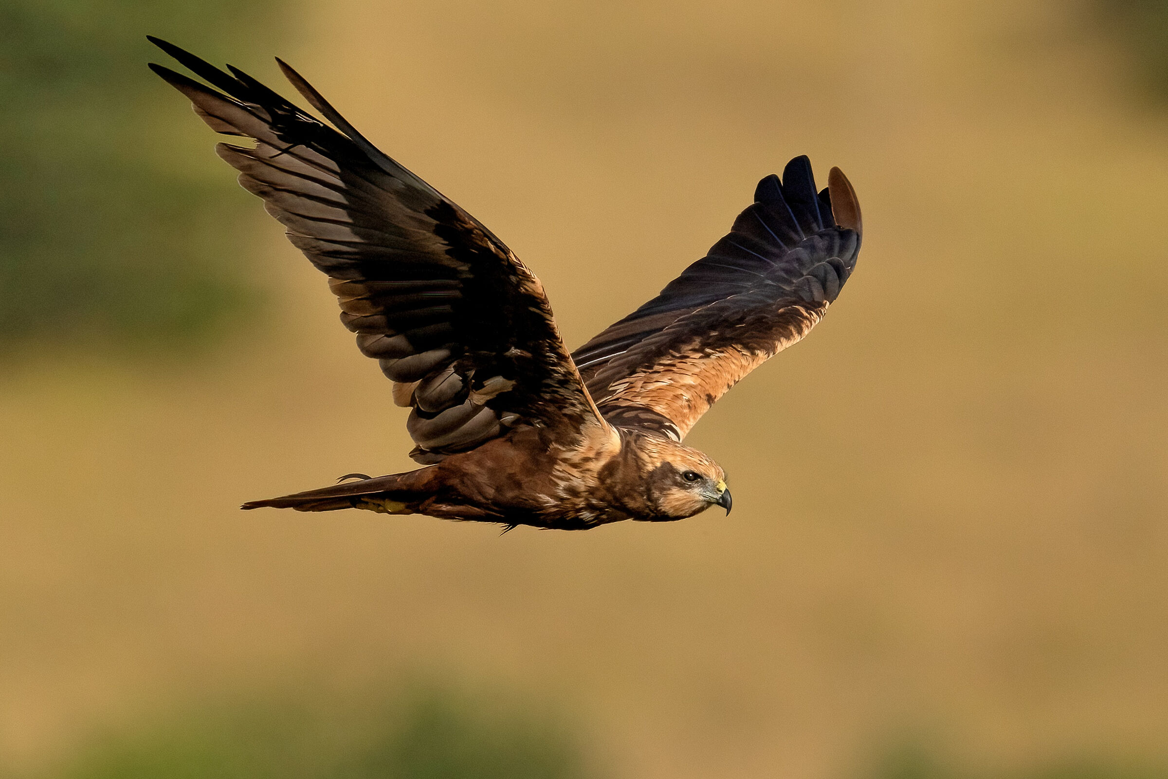 Falco di palude (Circus aeruginosus)