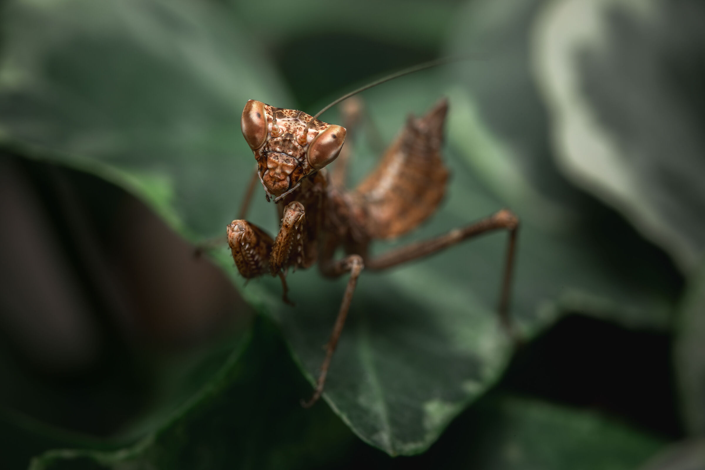Mantide religiosa nana europea