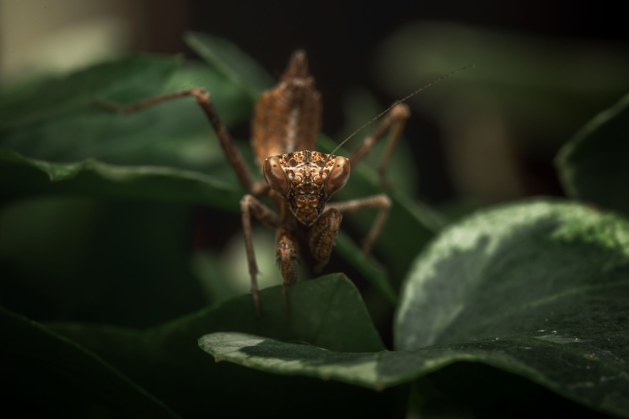 Mantide religiosa nana europea