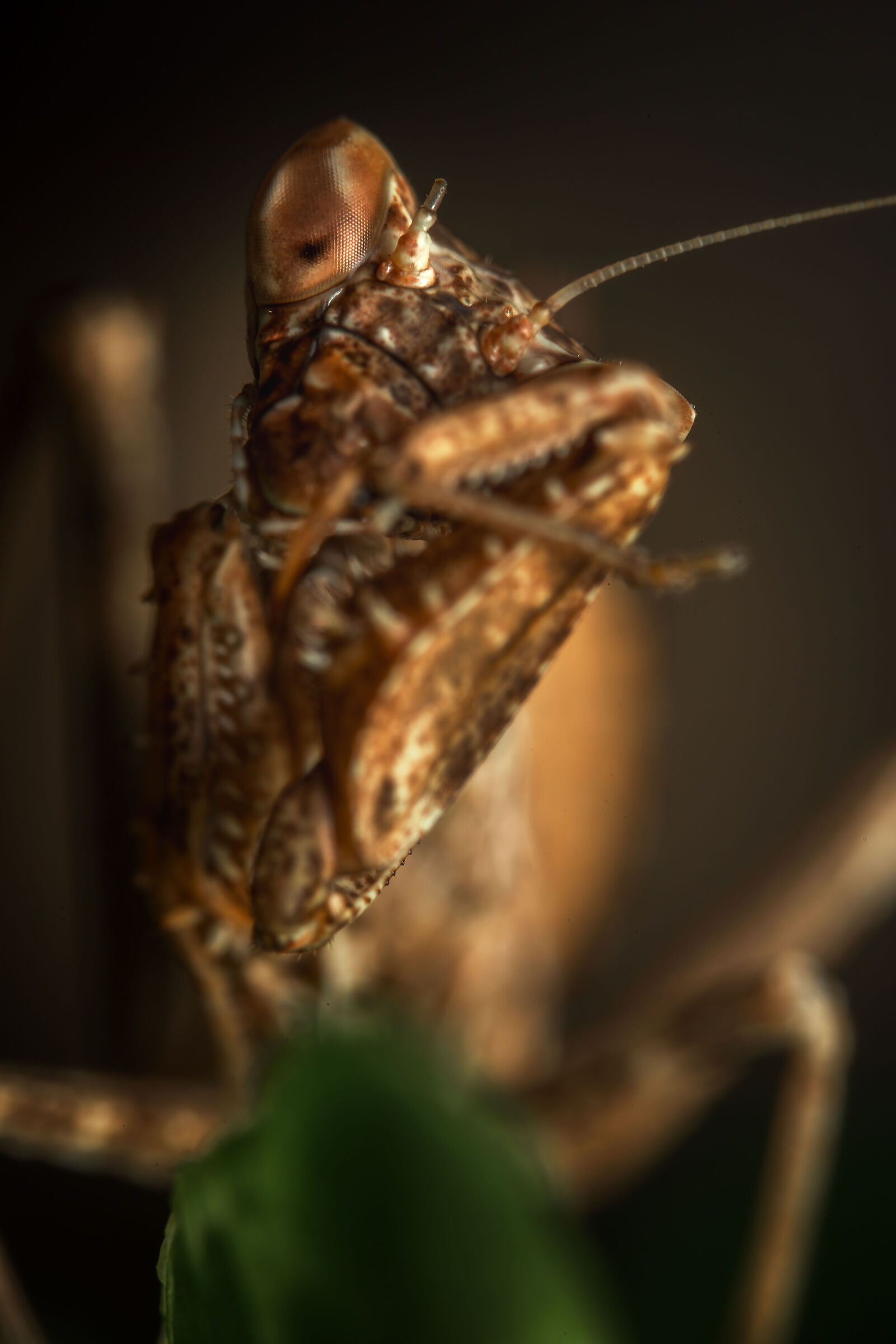 Mantide religiosa nana europea