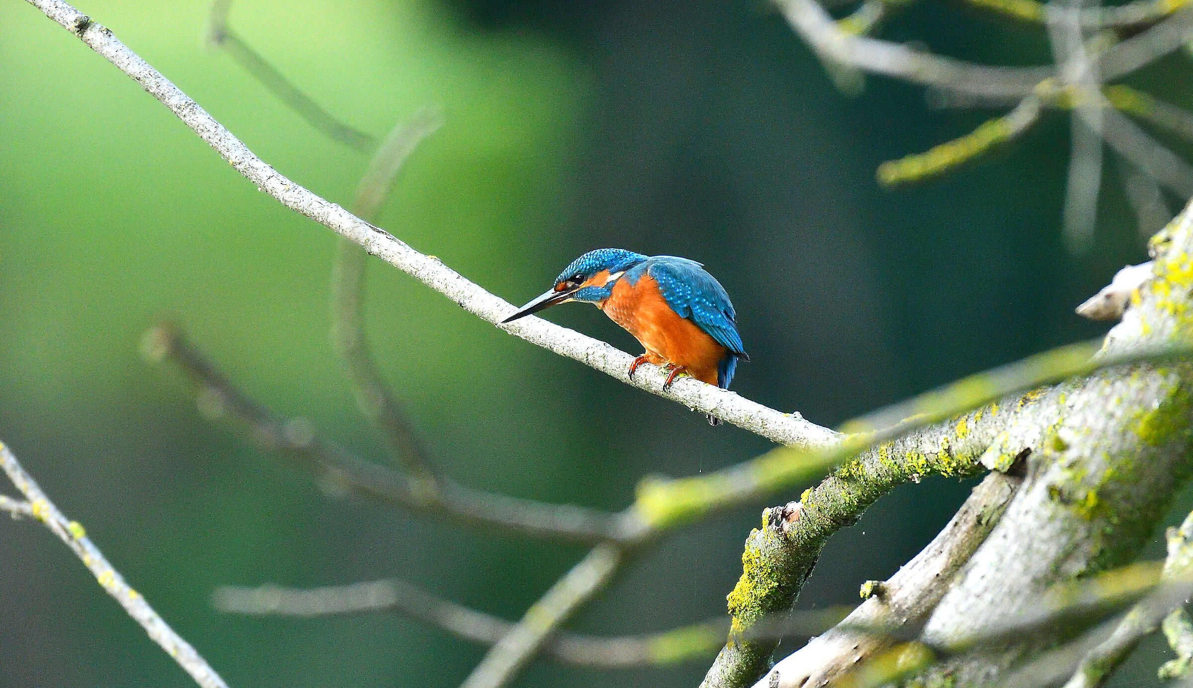 Martino in puntamento