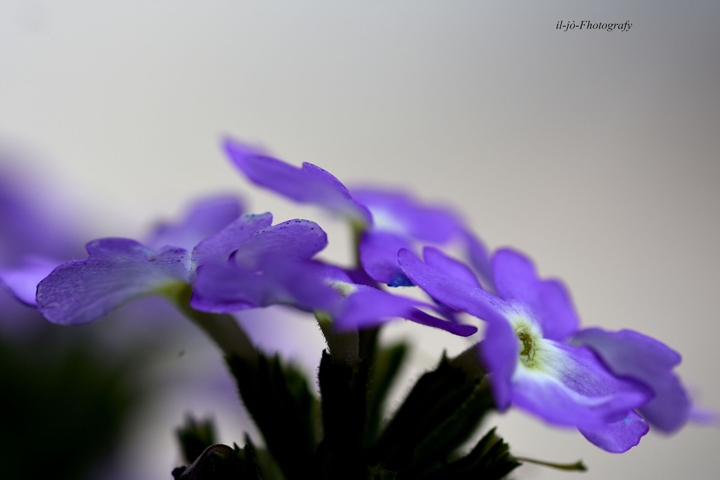 Untitled Photo