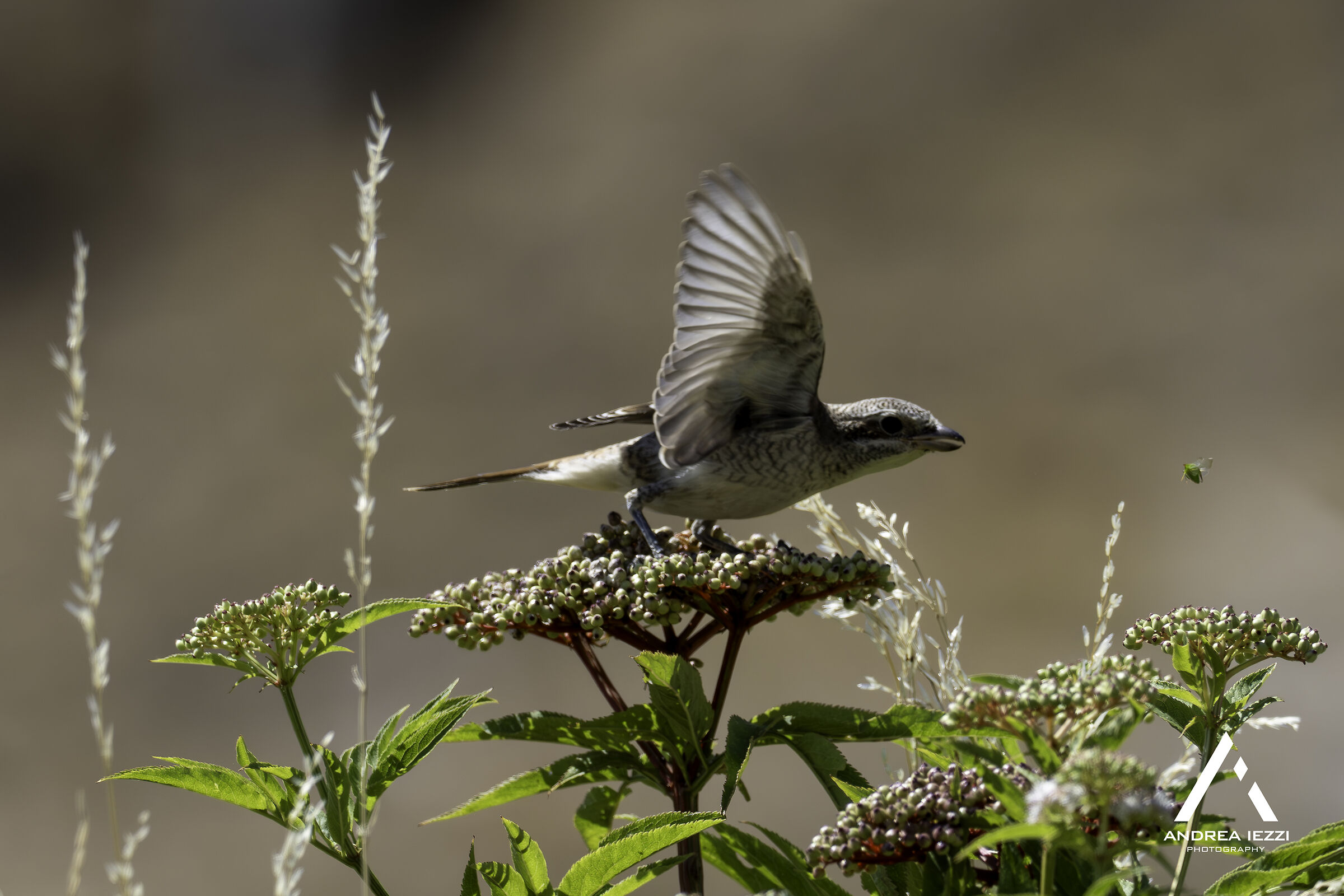Shrike little female