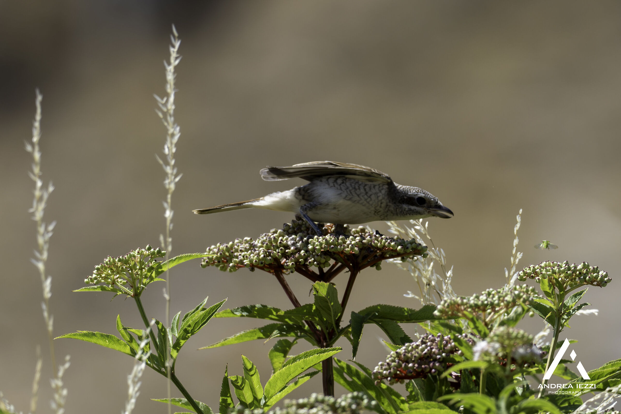 Shrike little female