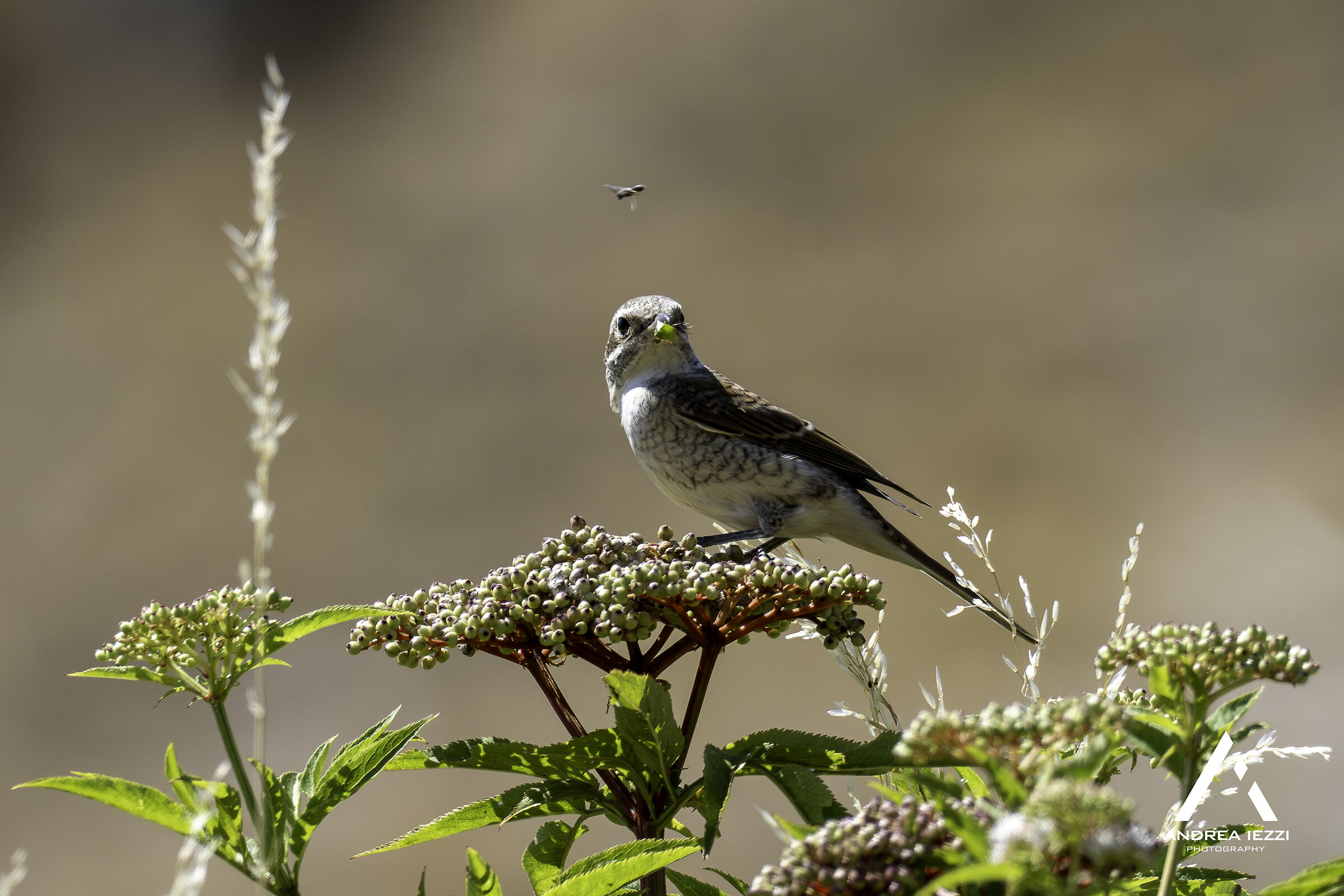 Shrike little female