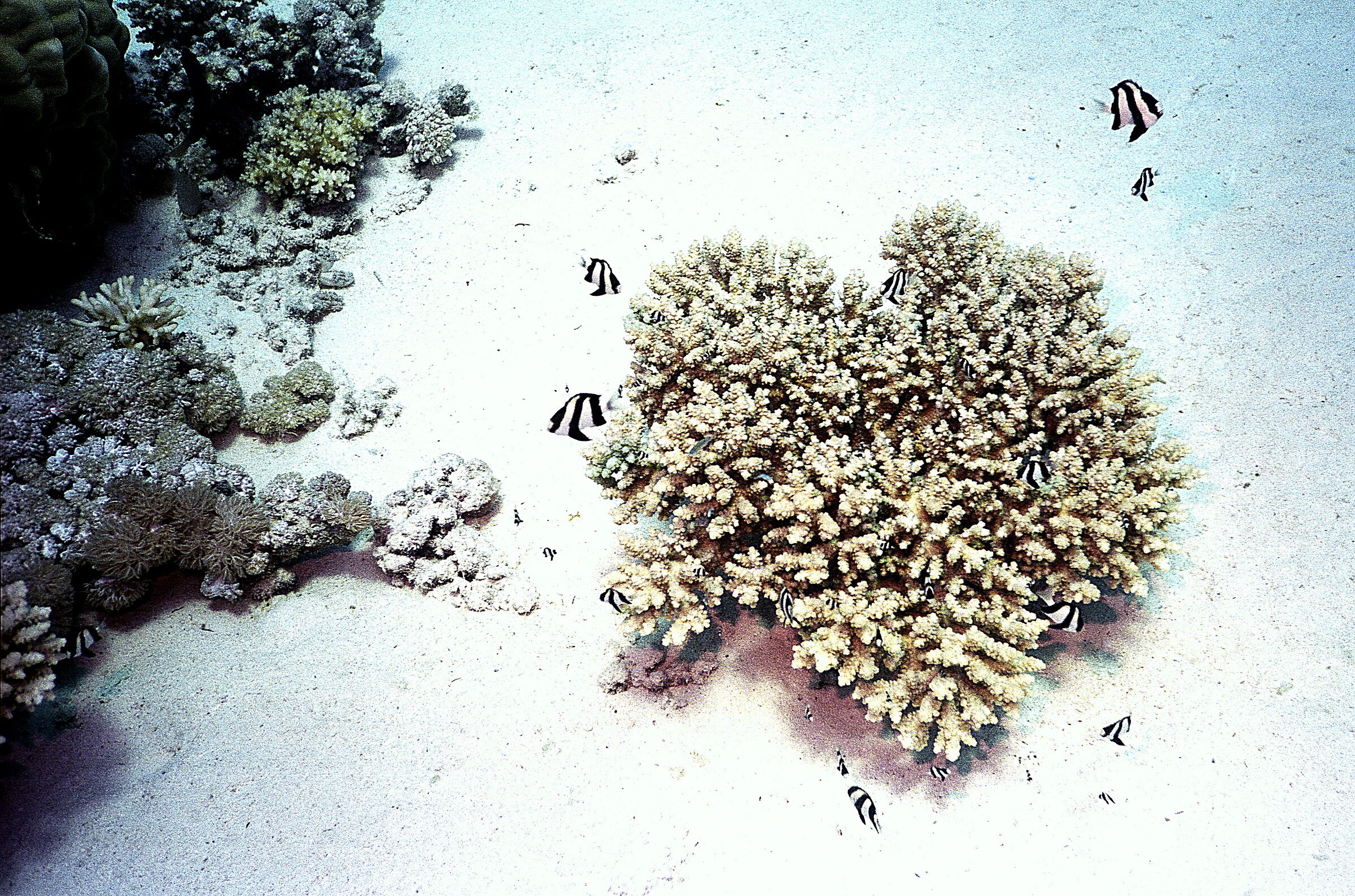 Red Sea Striped coral fish (Dascyllus aruanus)