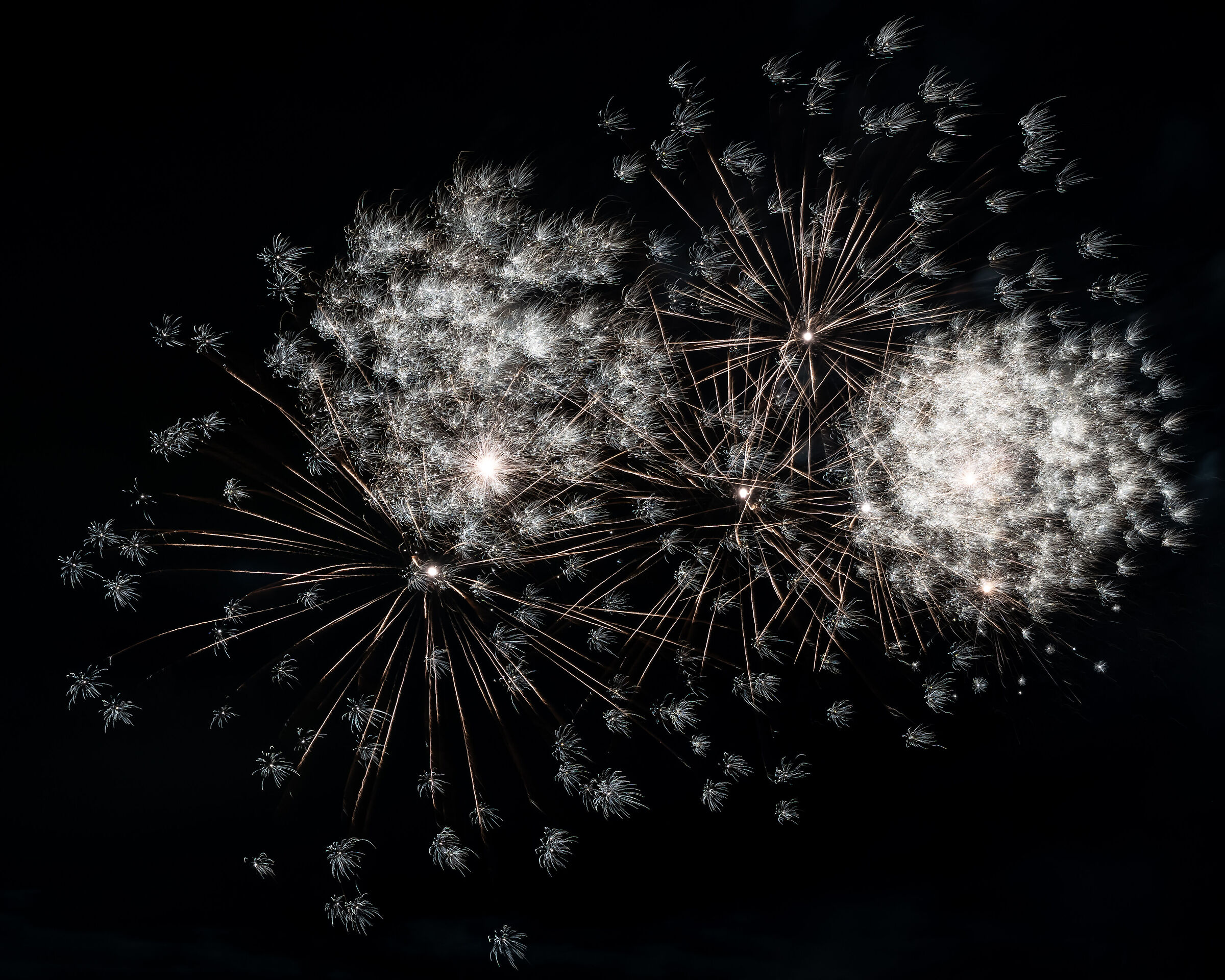 Dandelion 1