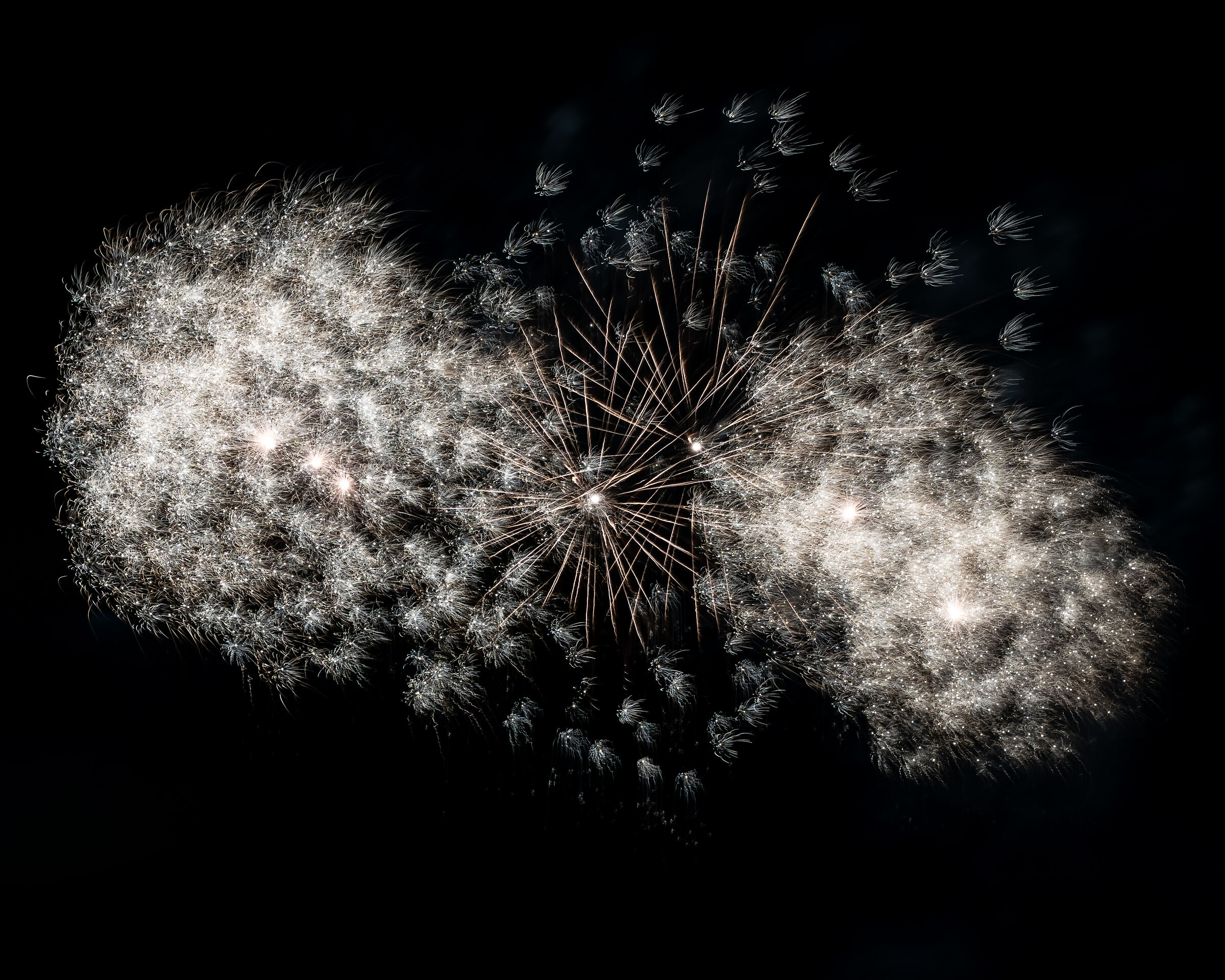 Dandelion 3