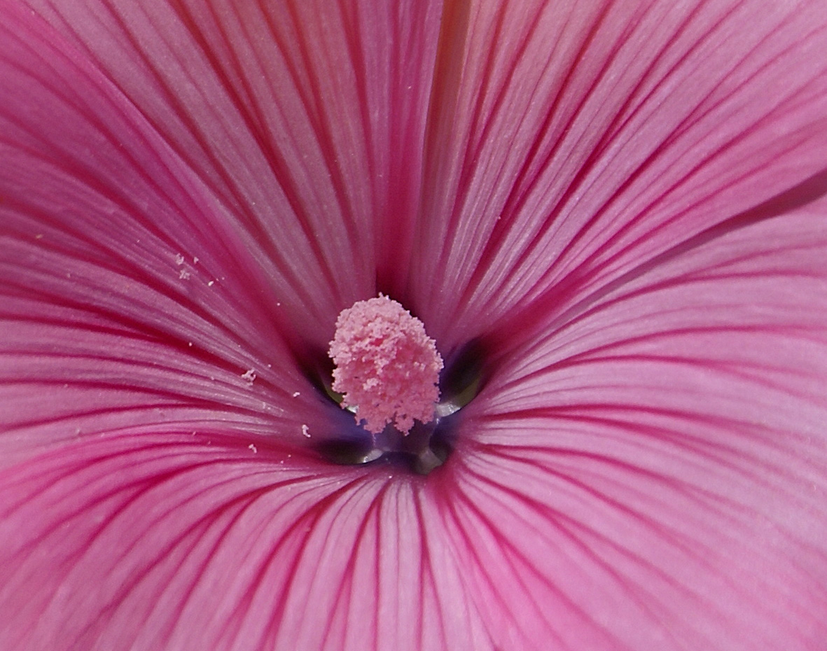 Falling into the flower