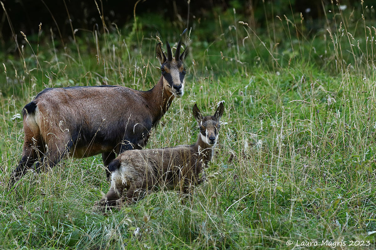 Quattro occhi sono meglio di due