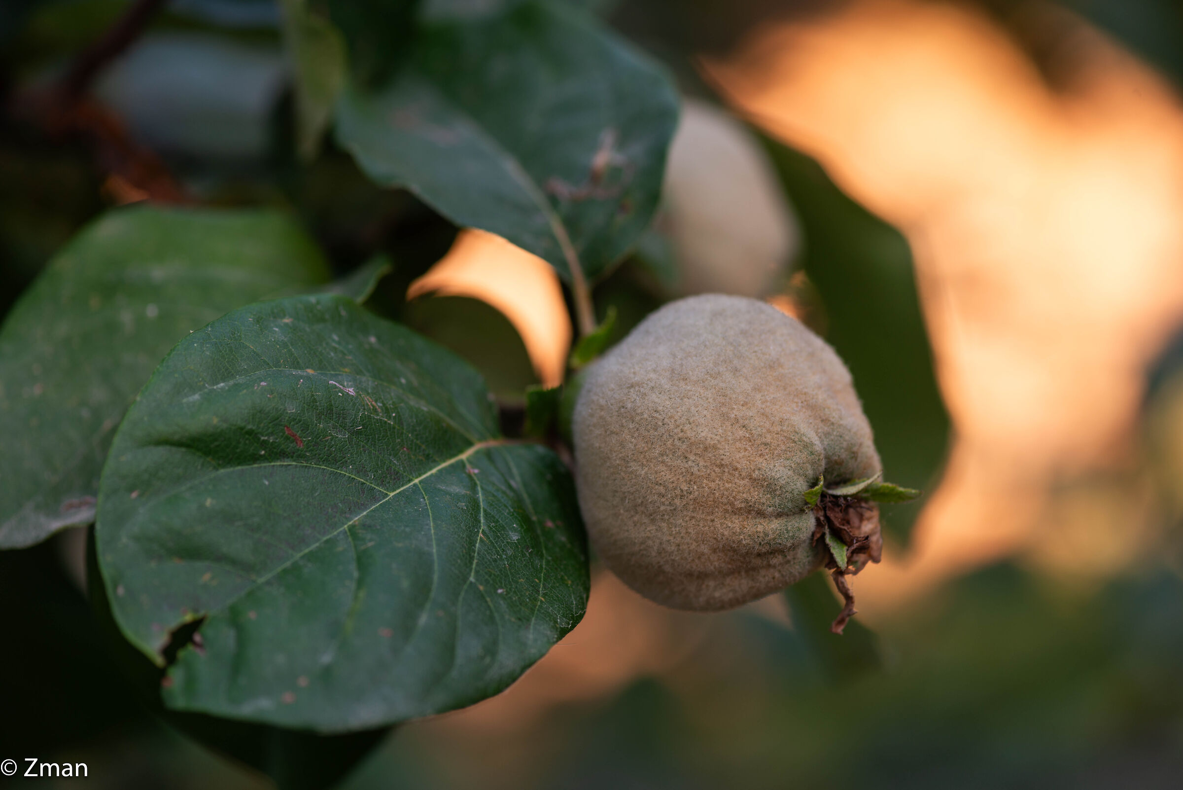 Frutto della mela cotogna