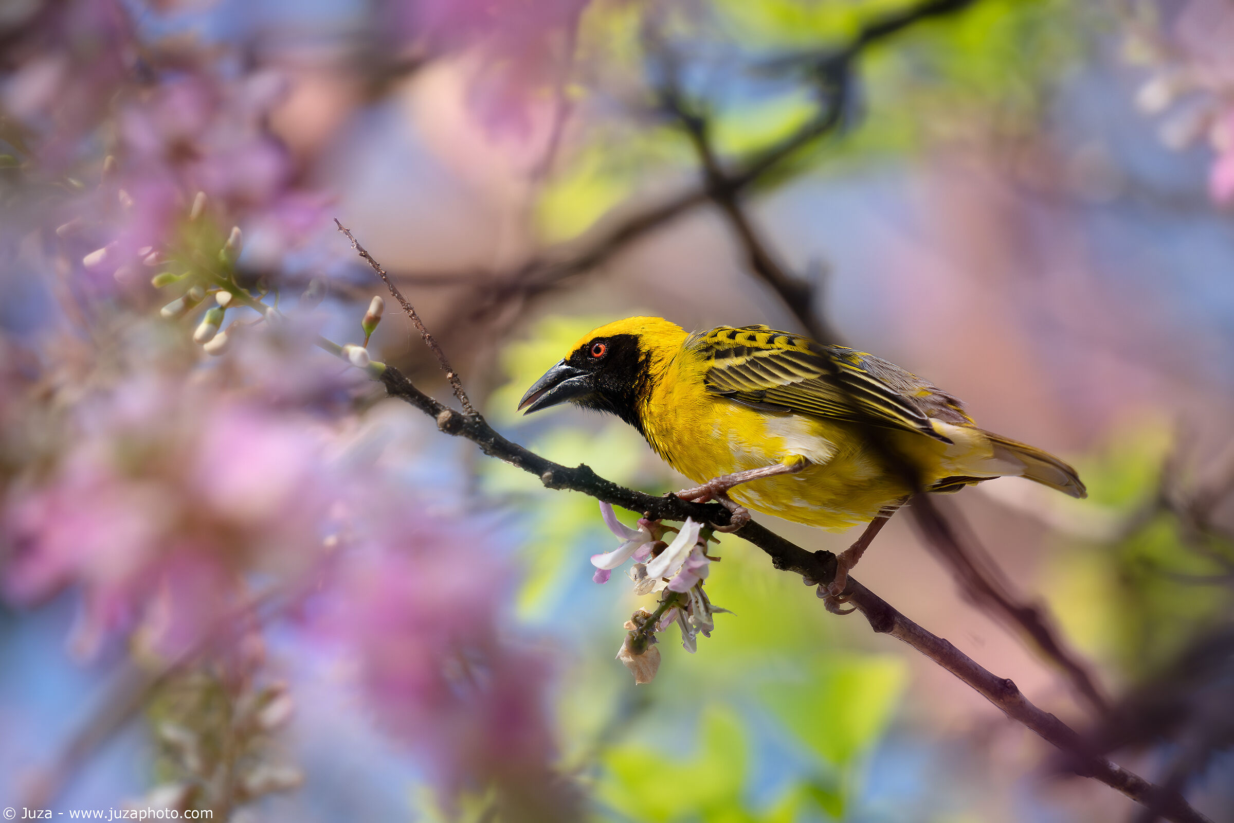 Tessitore tra i fiori