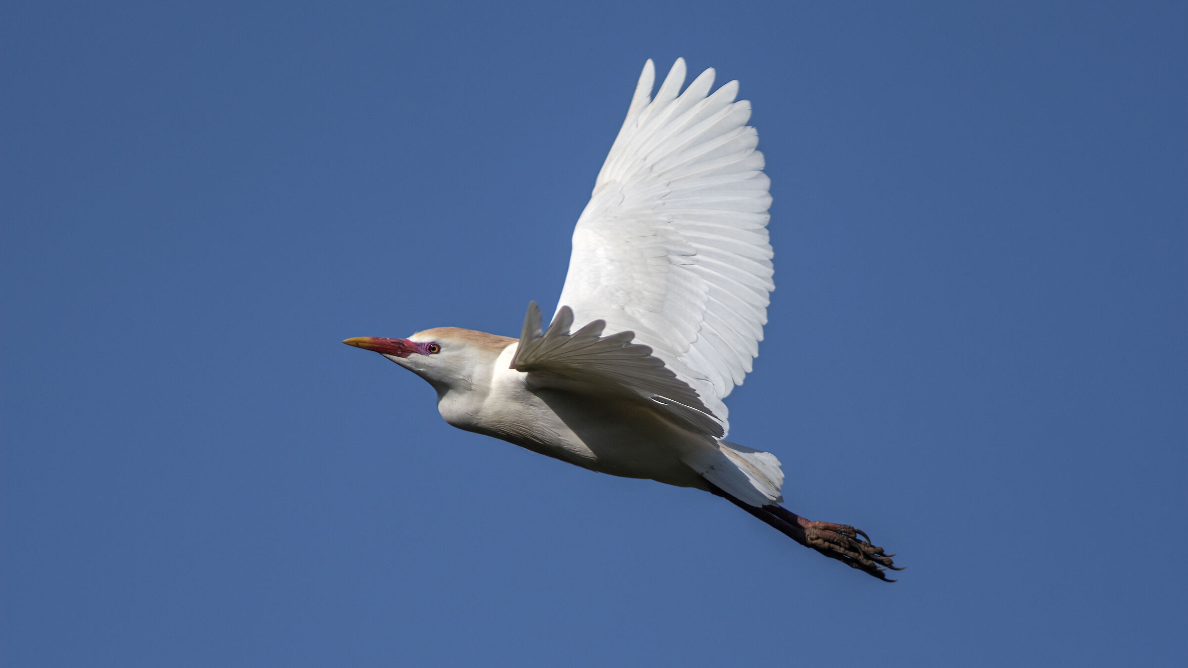 airone guardabuoi