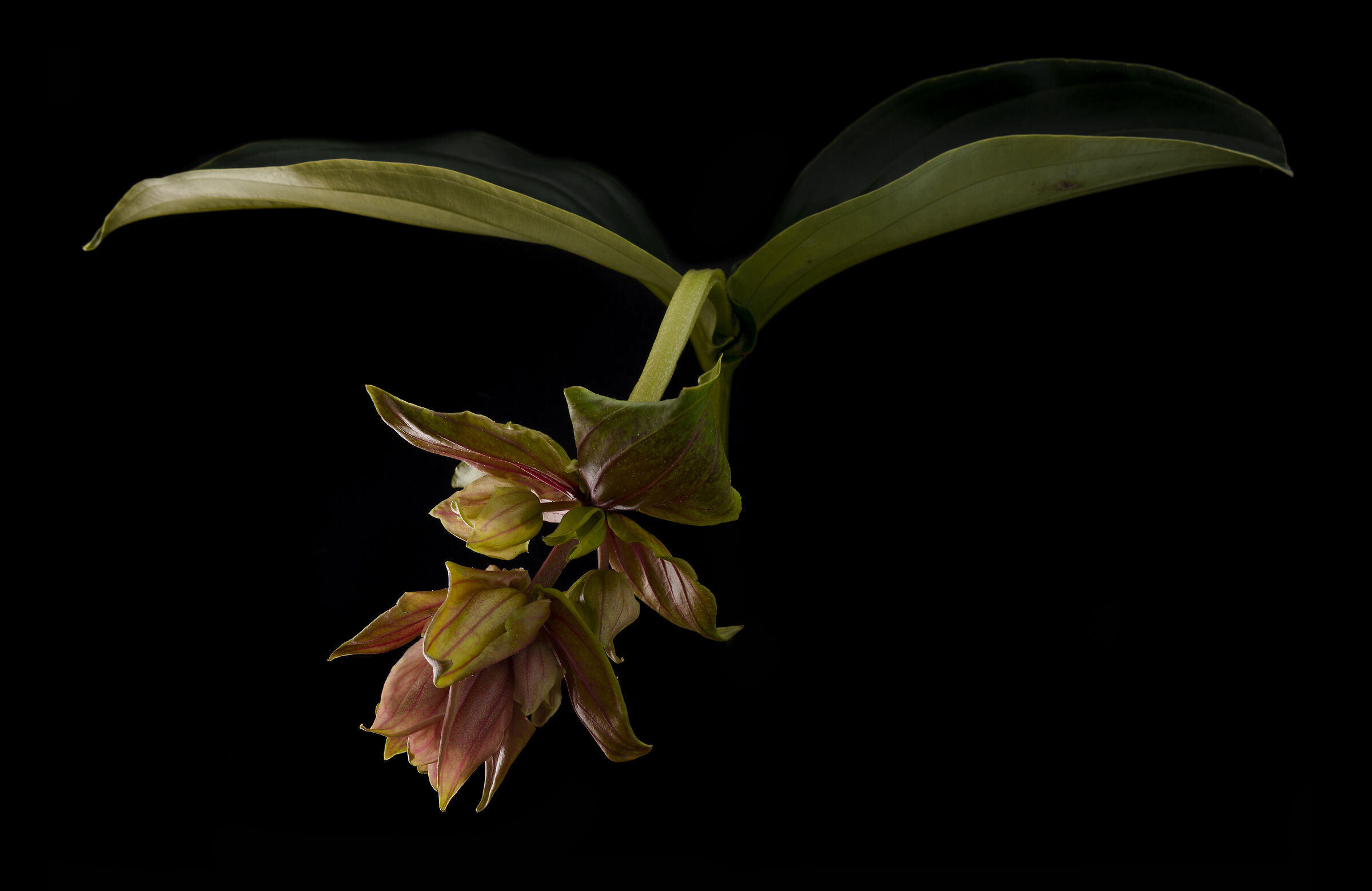 Medinilla Dolce Rossa