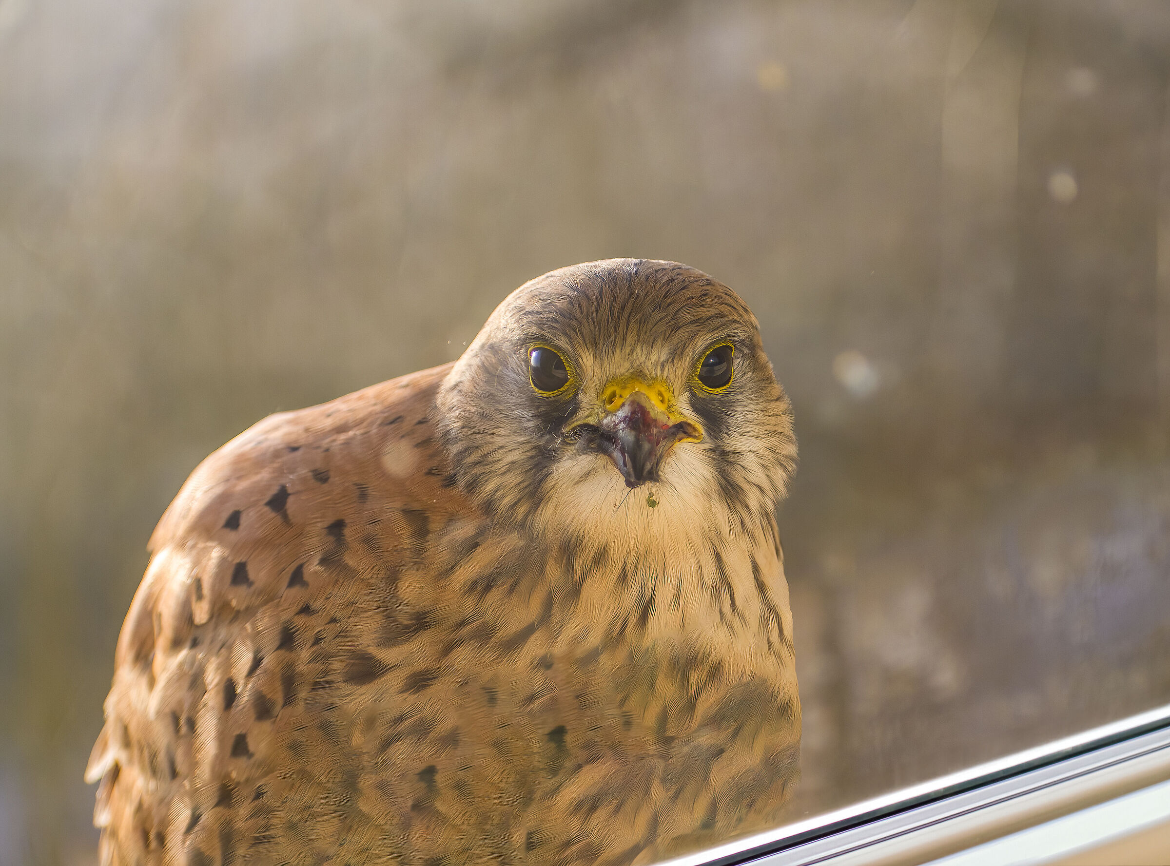 Gheppio curioso alla finestra..