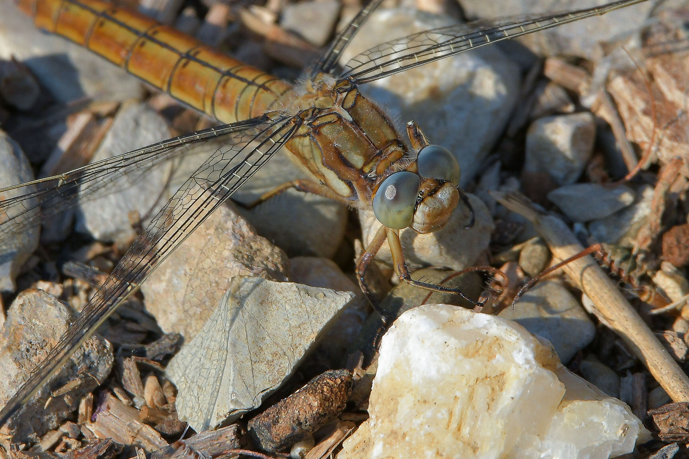alla ricerca della zampa perduta..