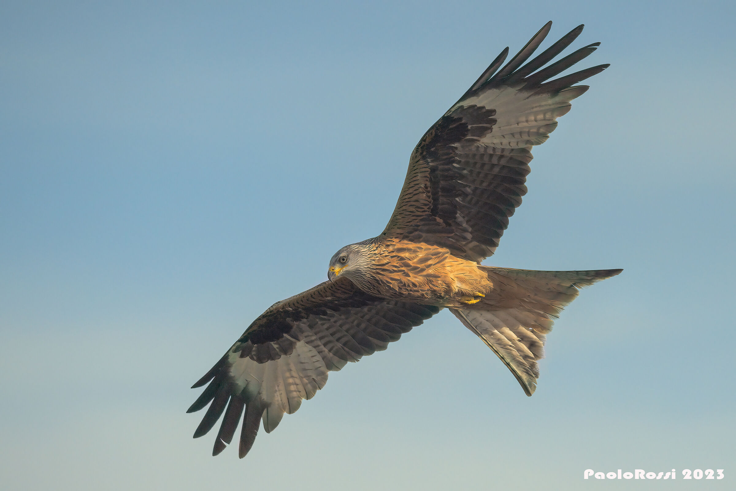 Red kite...