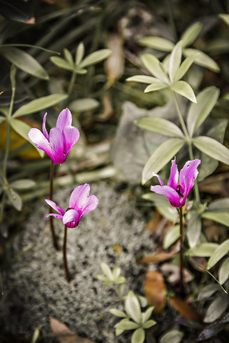 Ciclamini selvatici