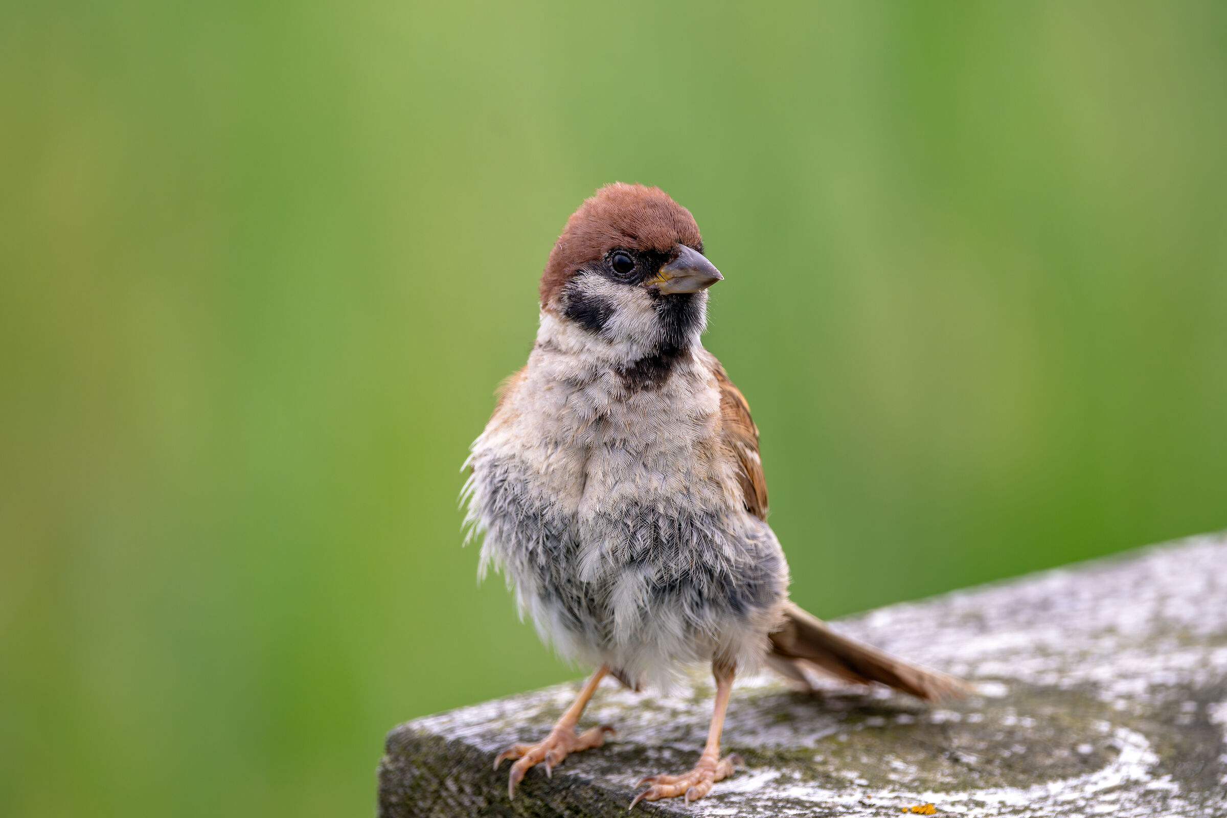 Passero Mattugio - Passer Montanus