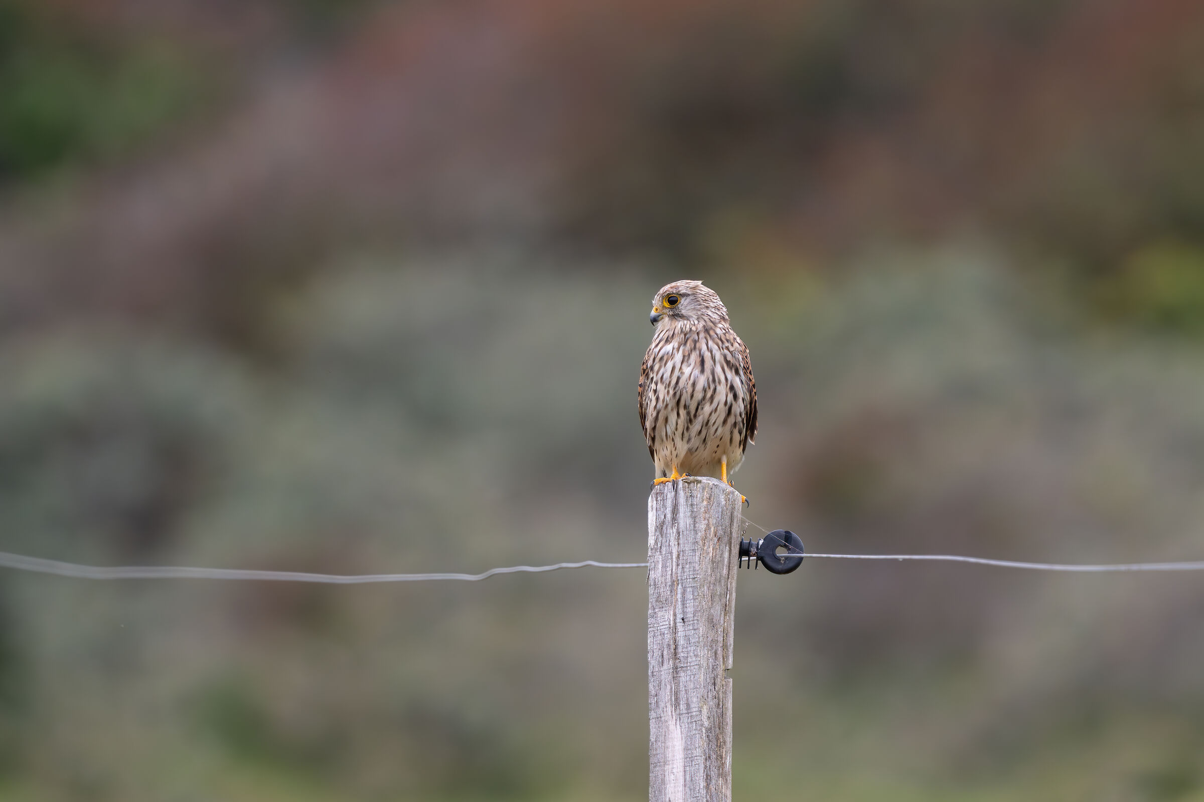 Gheppio - Falco Tinnunculus
