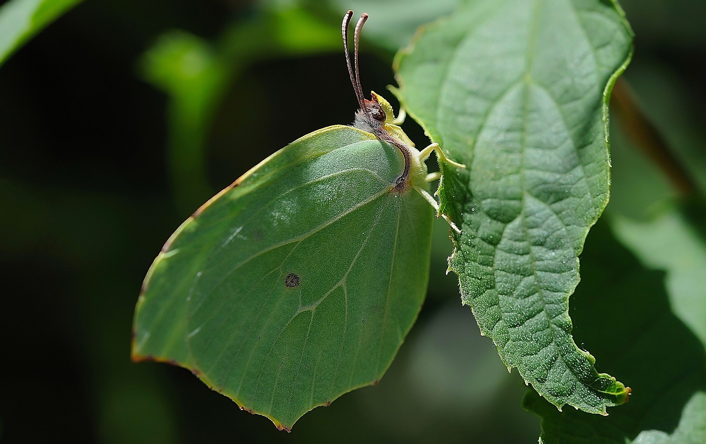 Perfetto mimetismo criptico