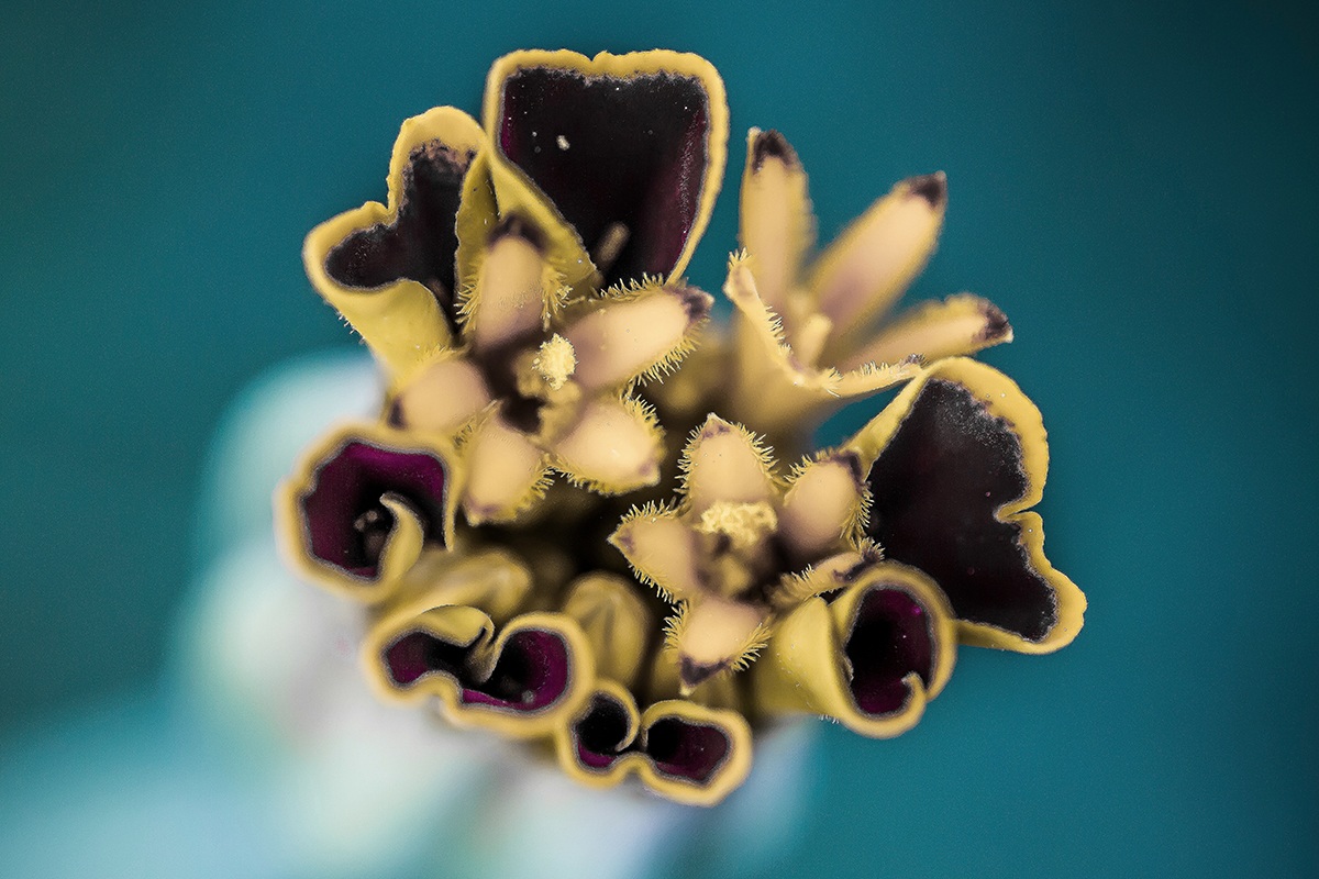 Necessariamente macro