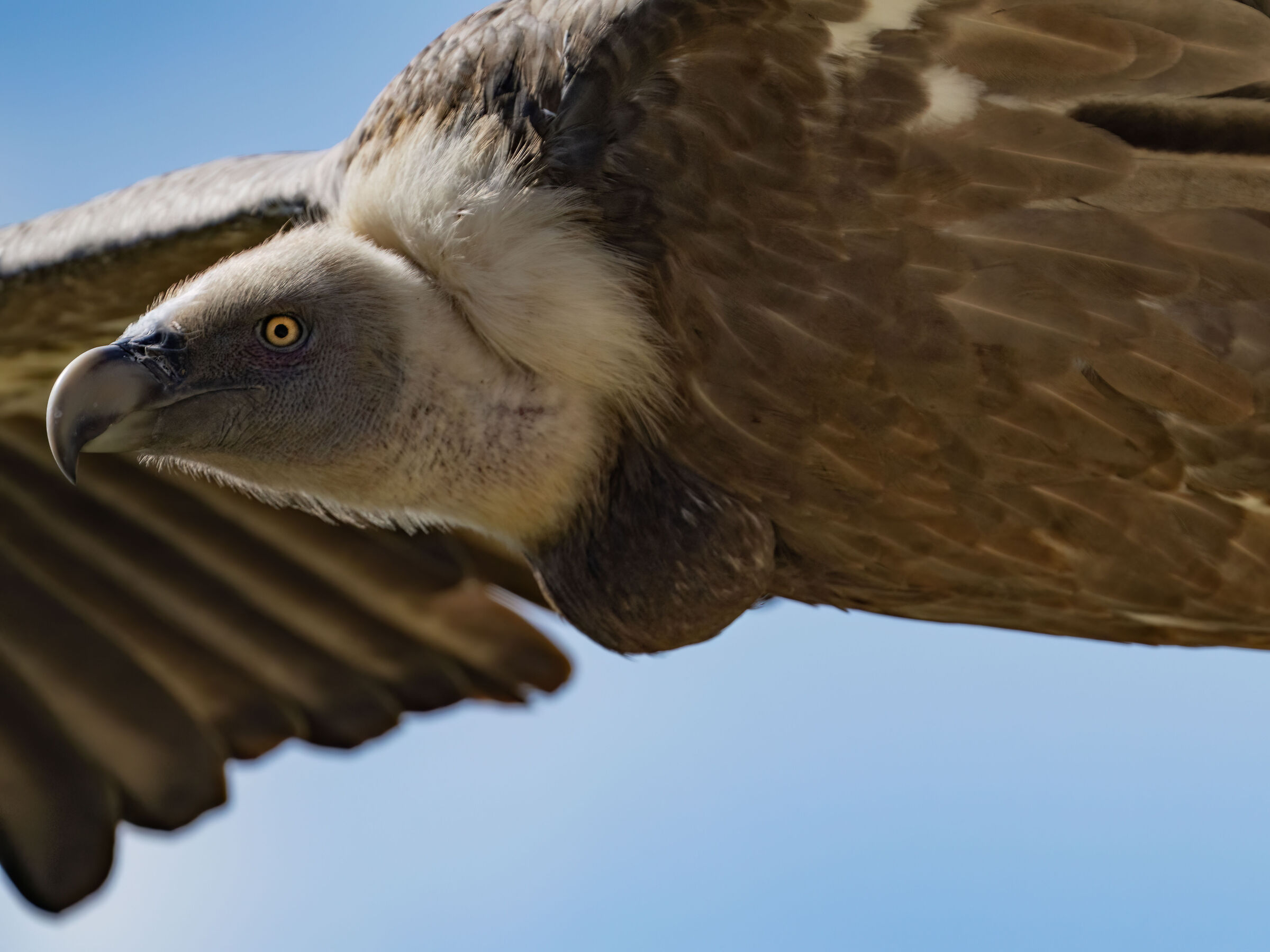 Grifone in volo (close-up)