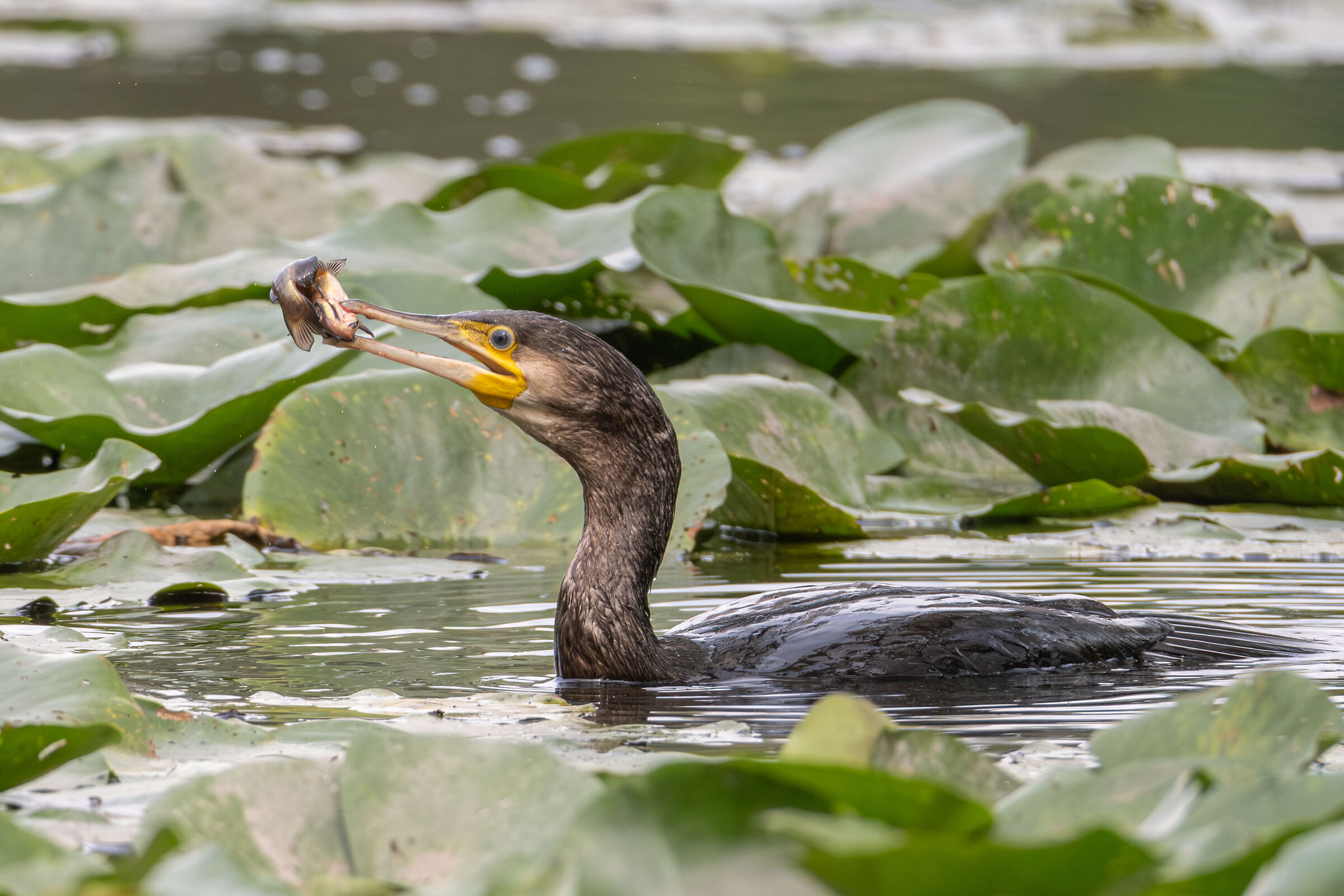 Il Cormorano e la preda