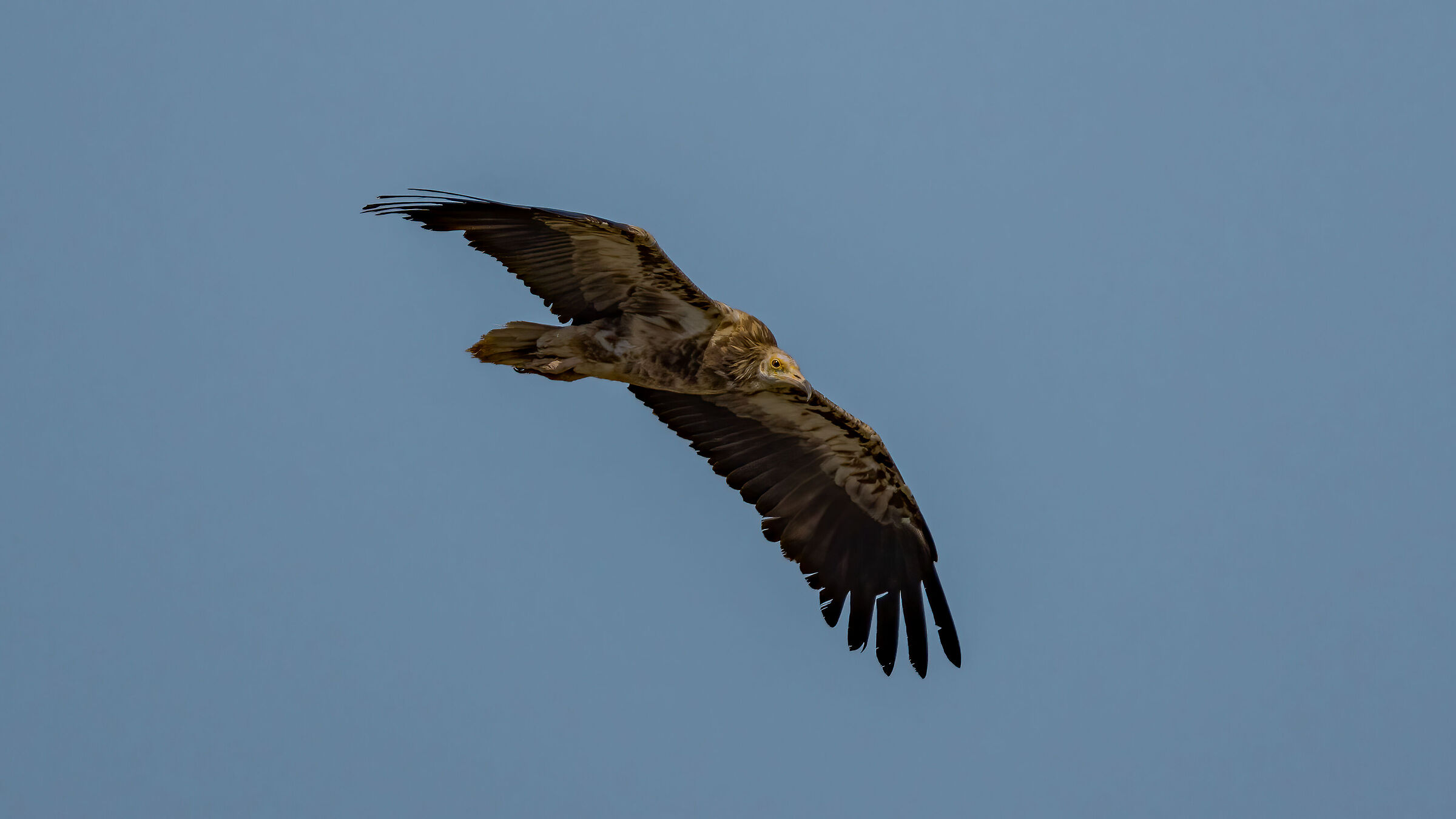 Young Egyptian vulture of step on the Nebrodi