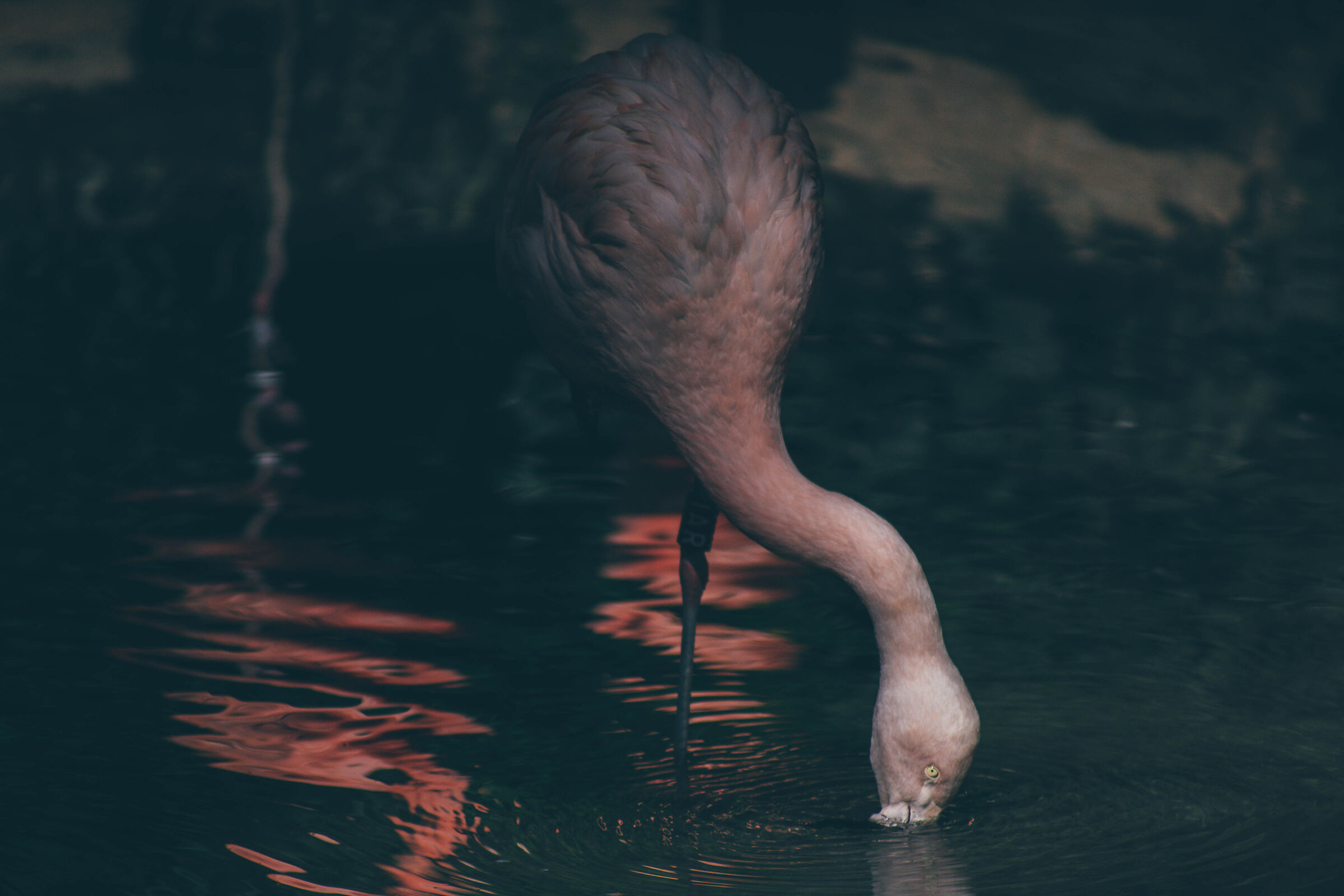 Flamingo