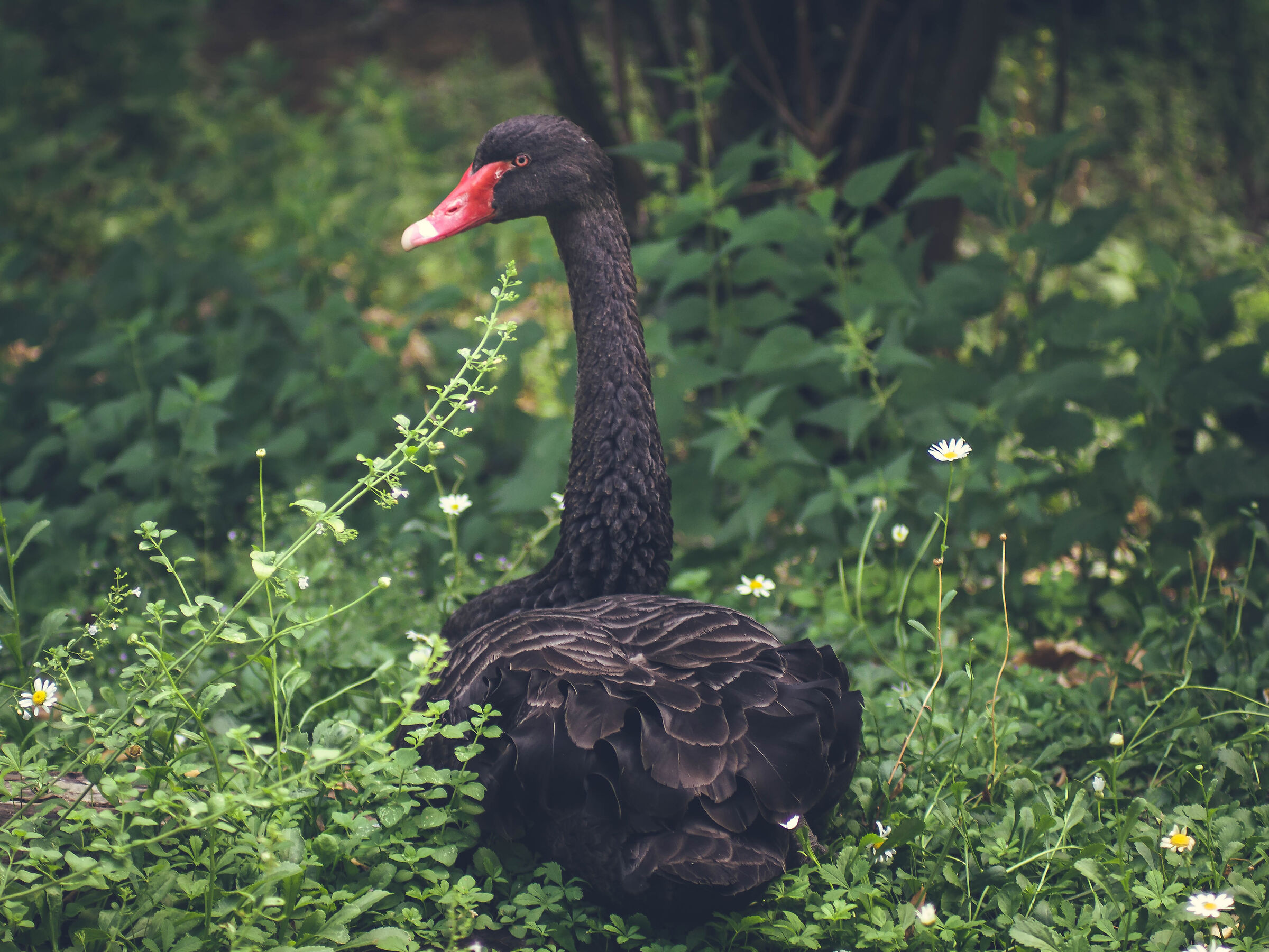 Black Swan