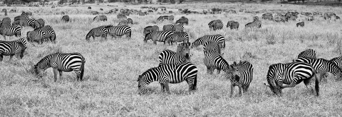 Zebre in savana zona Lobo
