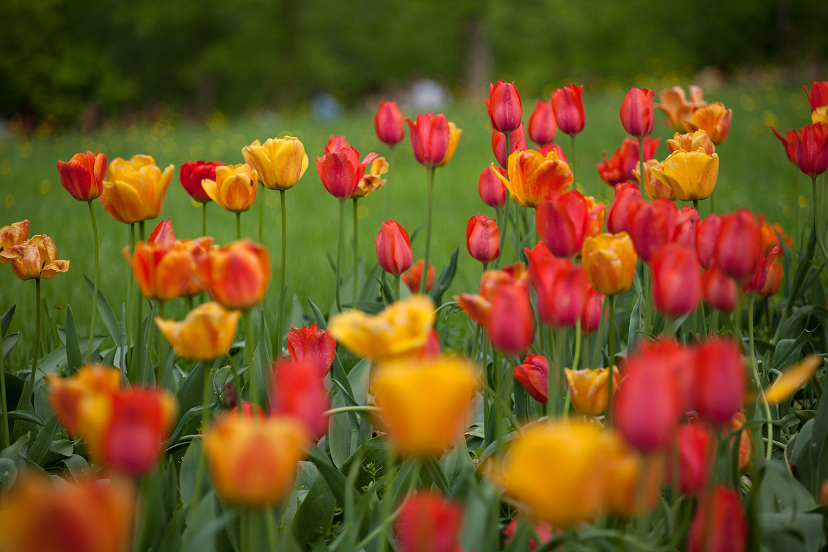 Messer Tulipano a Pralormo