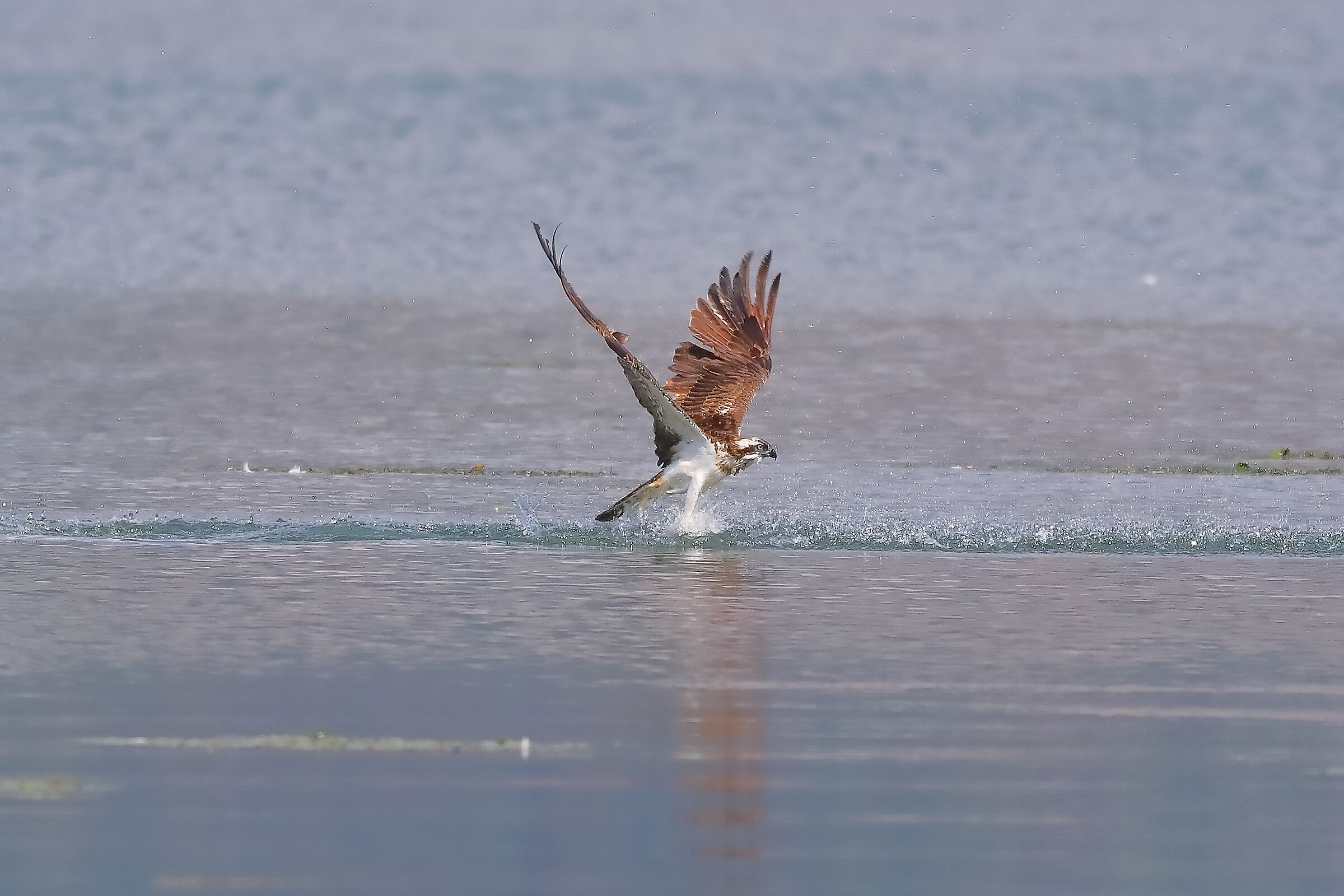 Falco pescatore settembre 2023 - 443