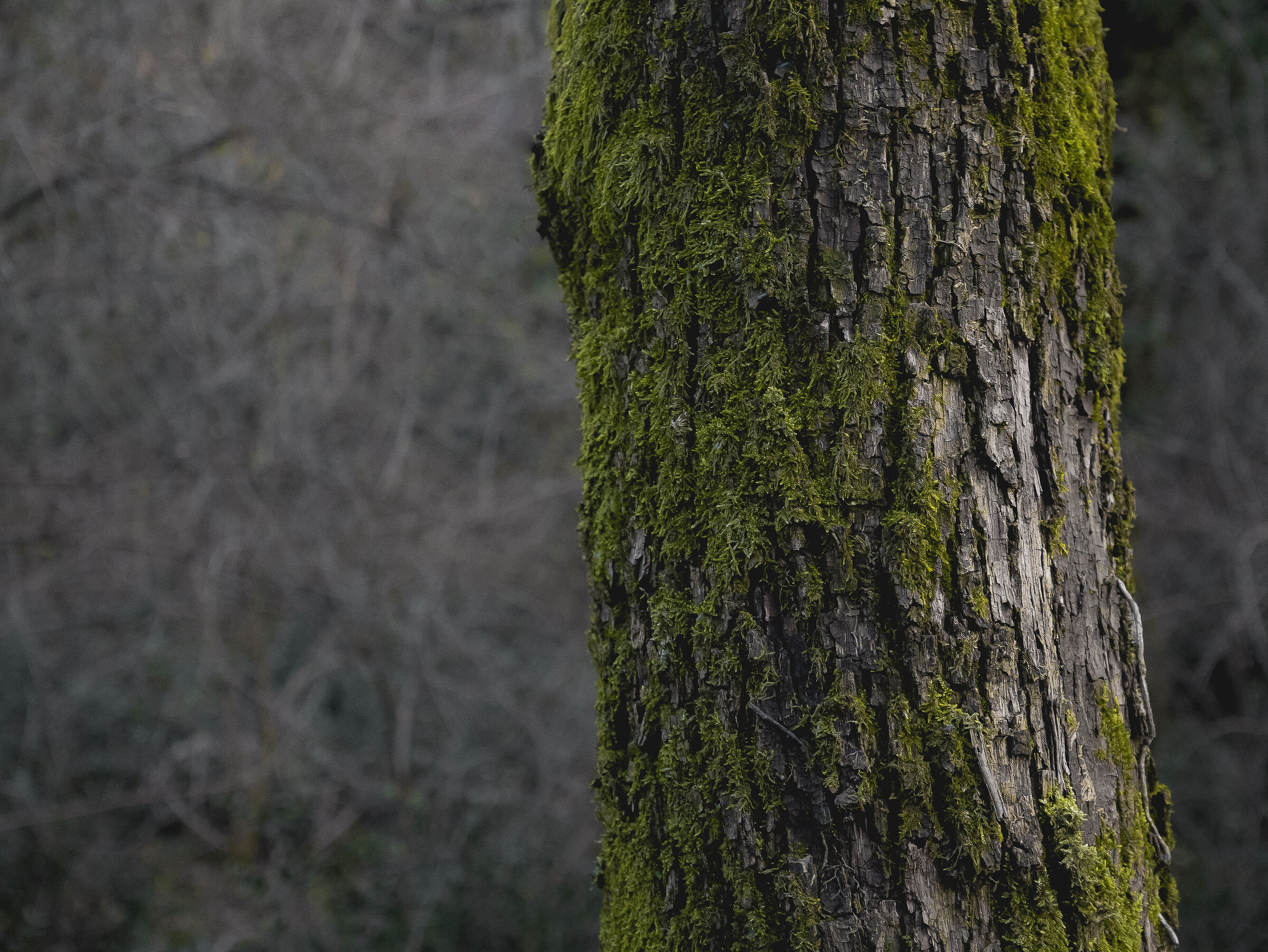 Bark