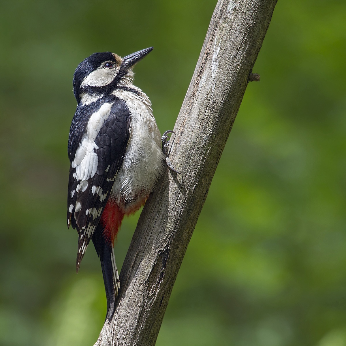 picchio rosso maggiore