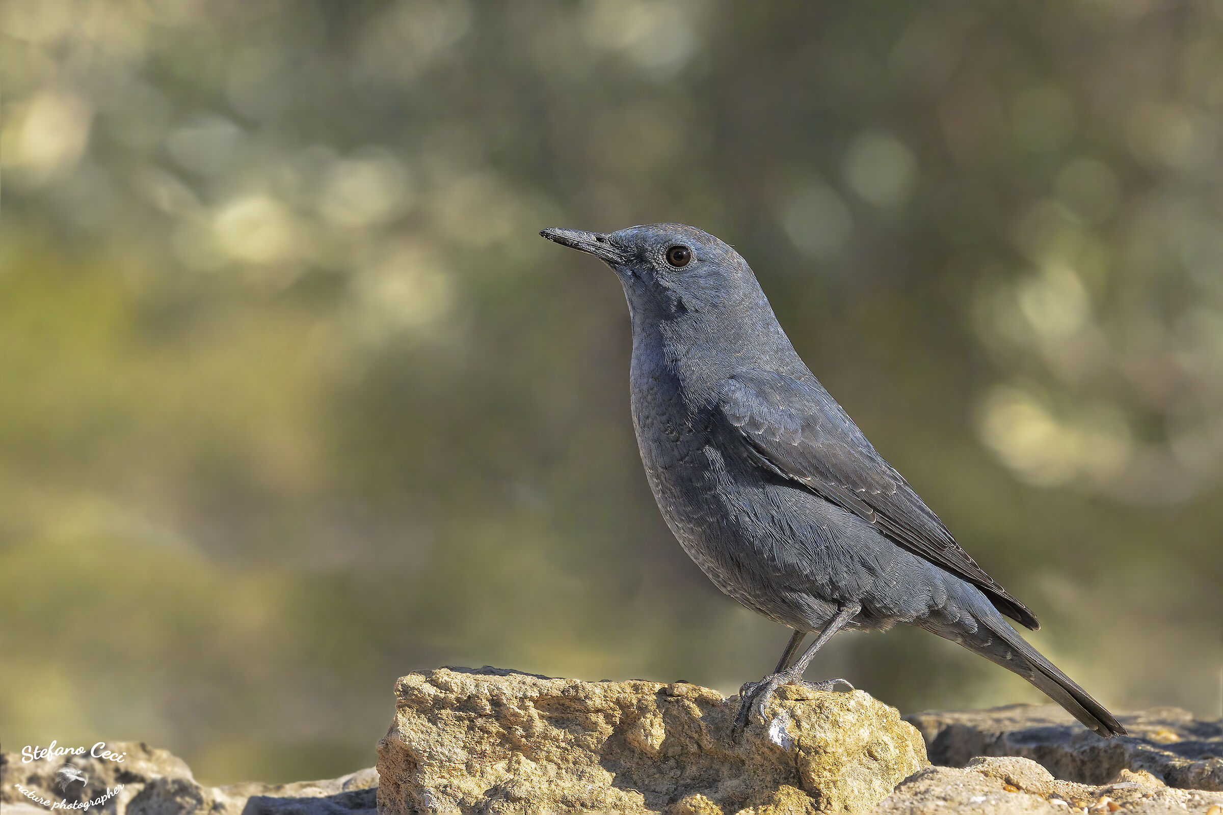 Blue rock thrush