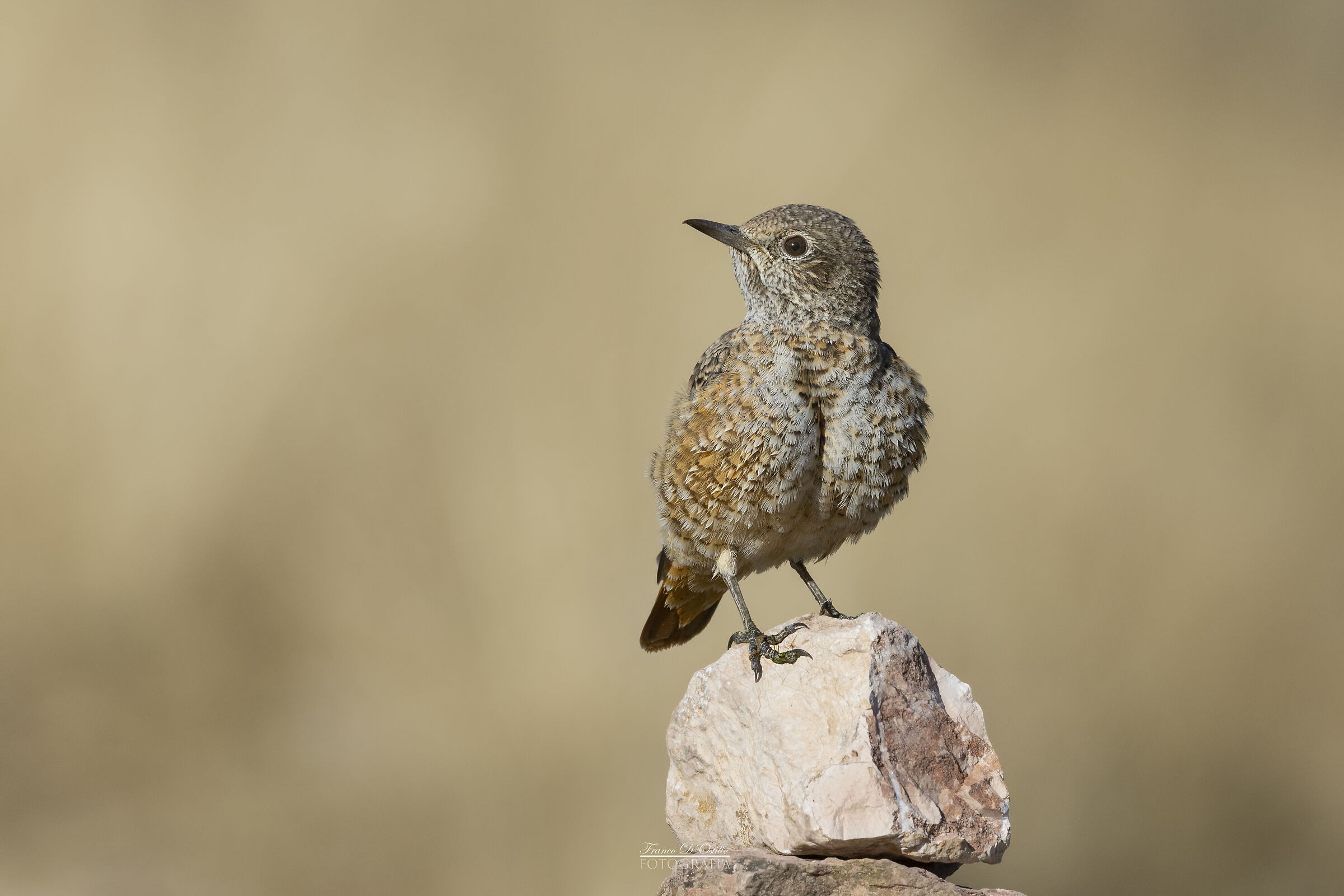 Monticola saxatilis - Codirossone