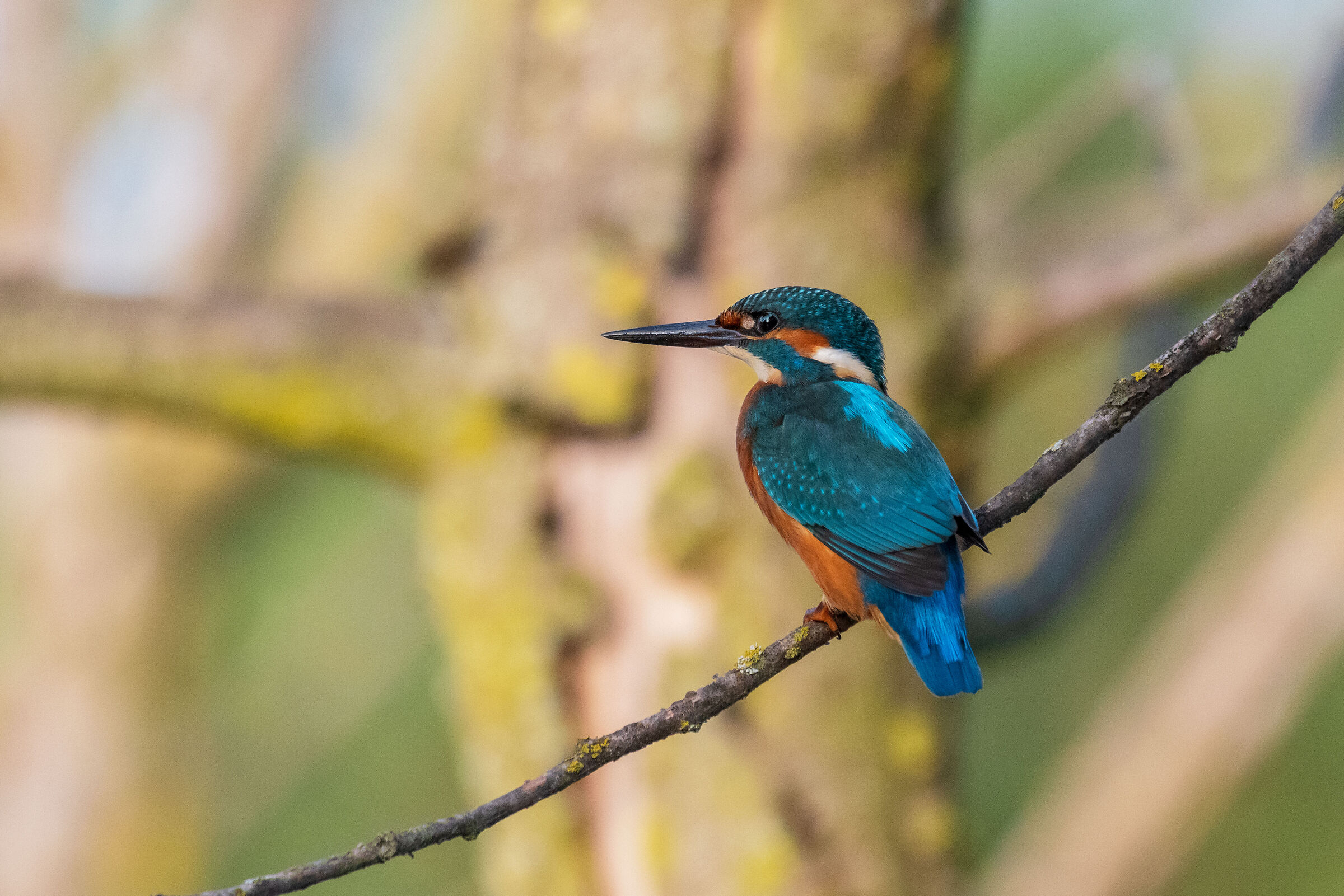 Kingfisher