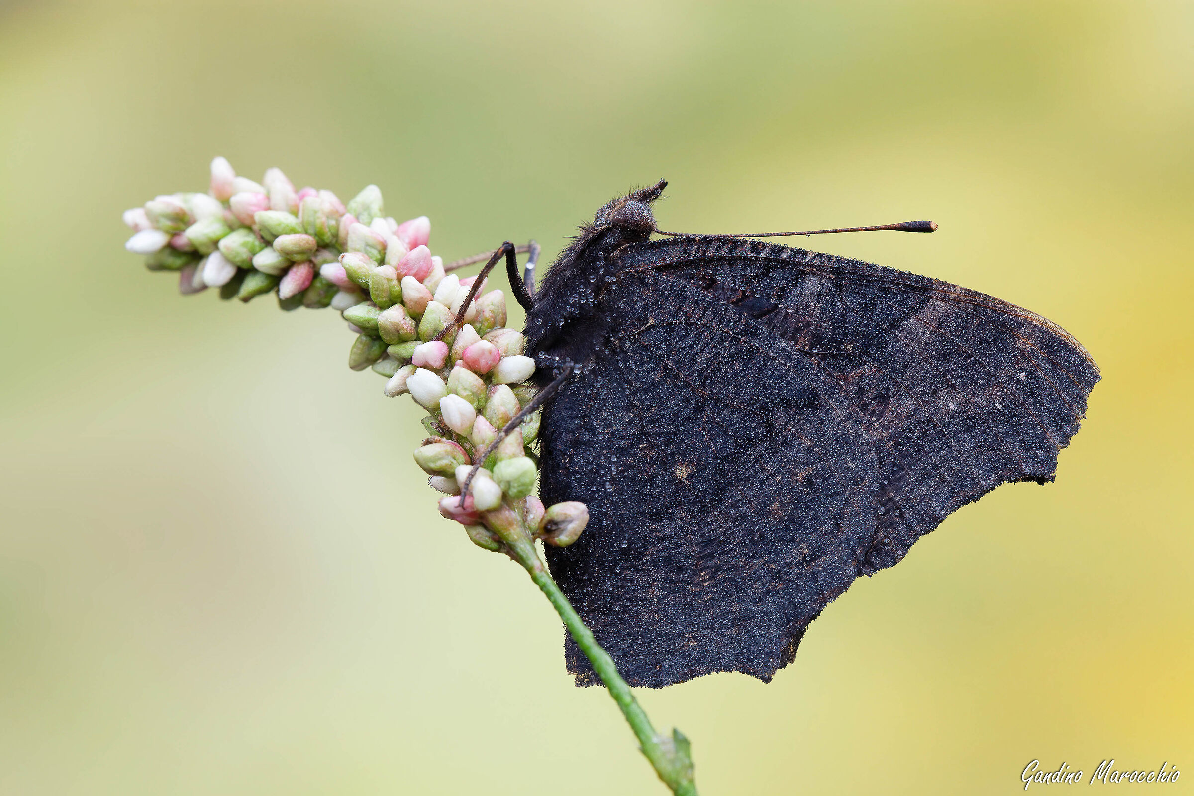 Fresh early in the morning (Inachis io)