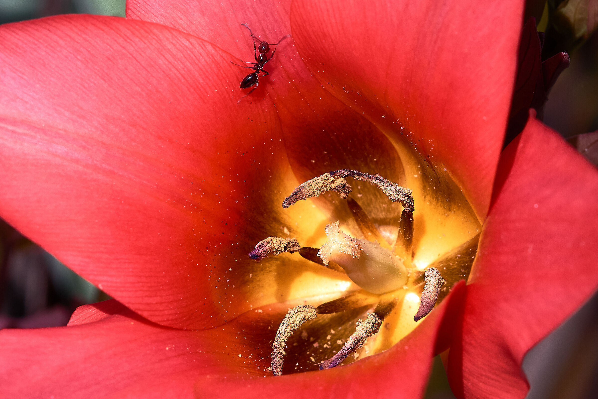 Ant