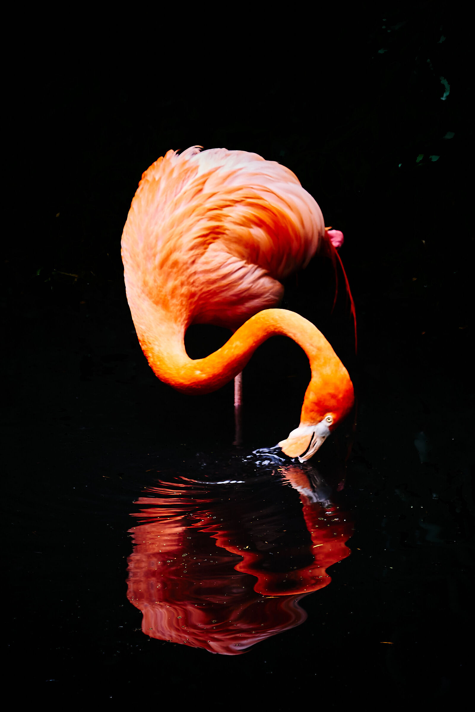 Pelican
