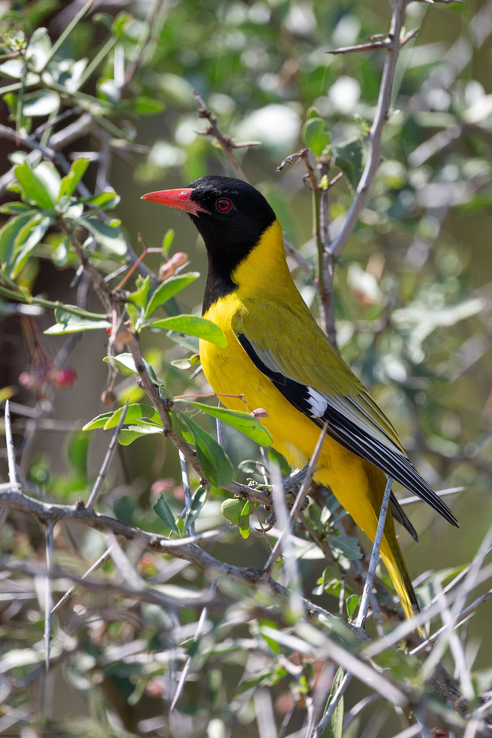 Black-headed oriole