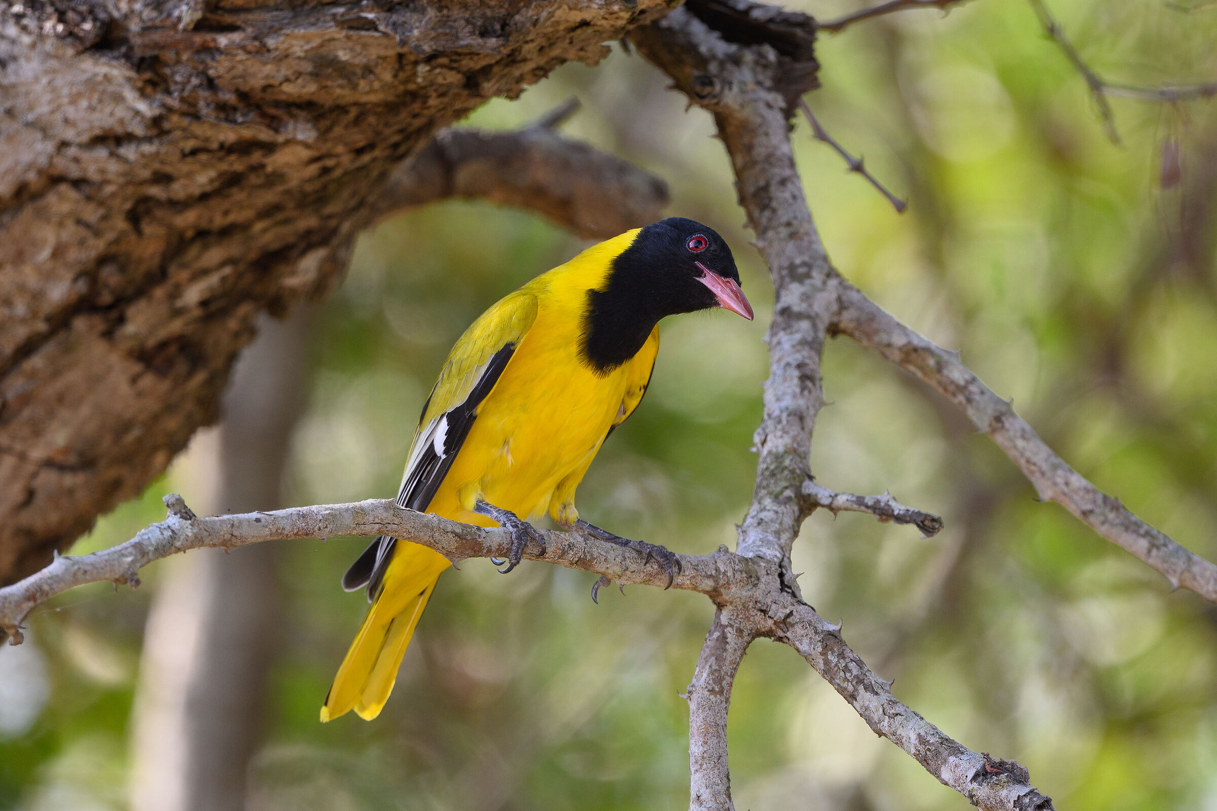 Black-headed oriole