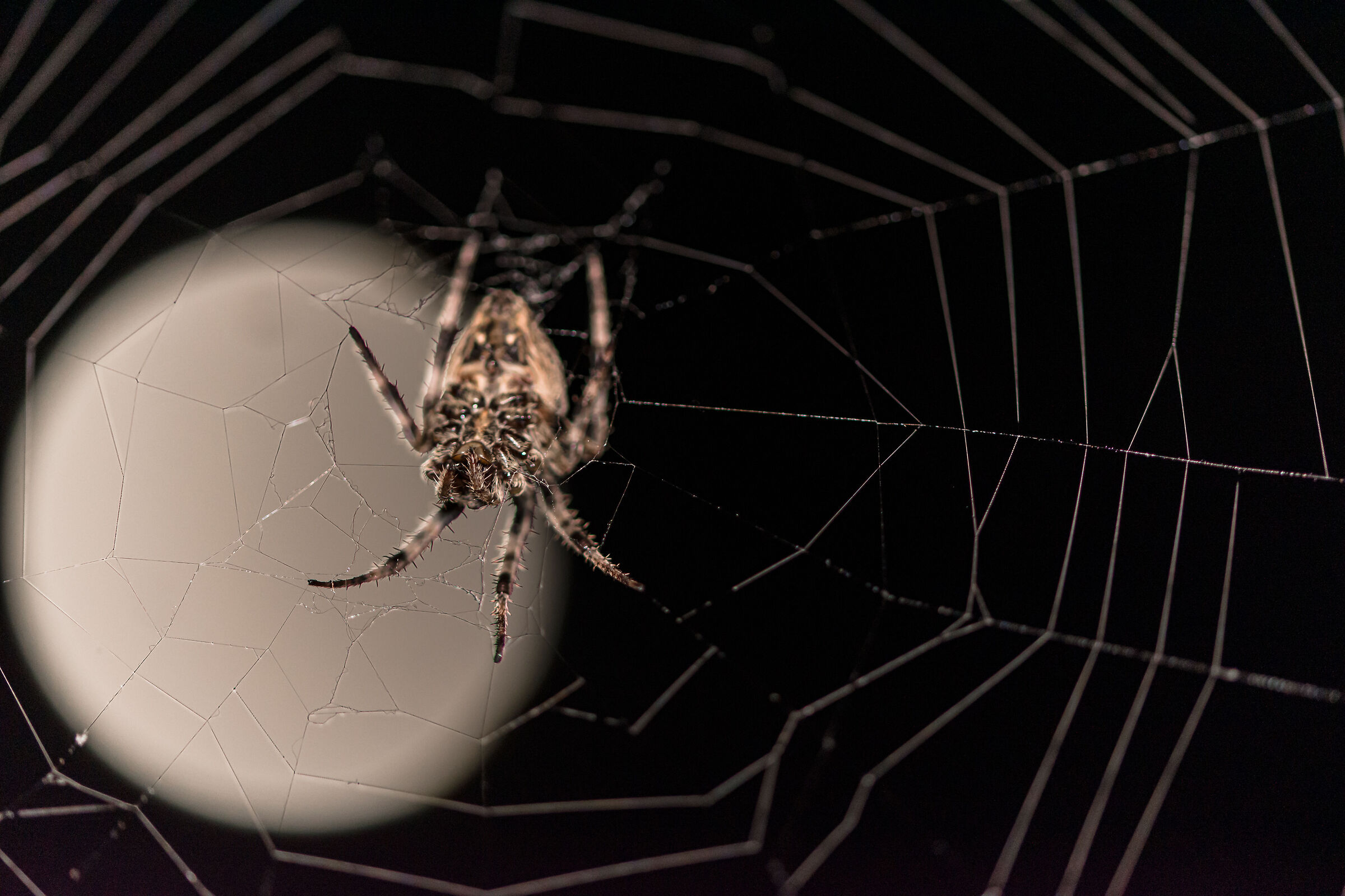 Weaving under the moon