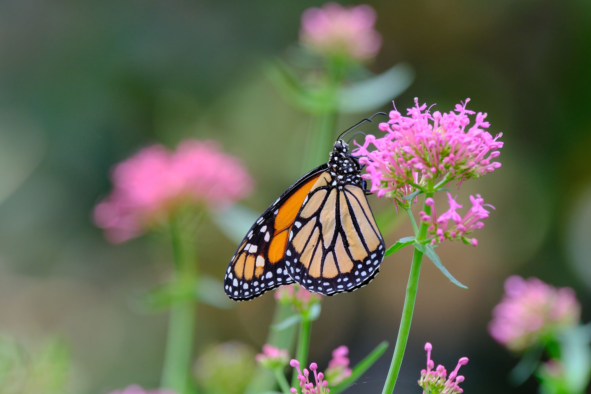 Exotic butterfly...