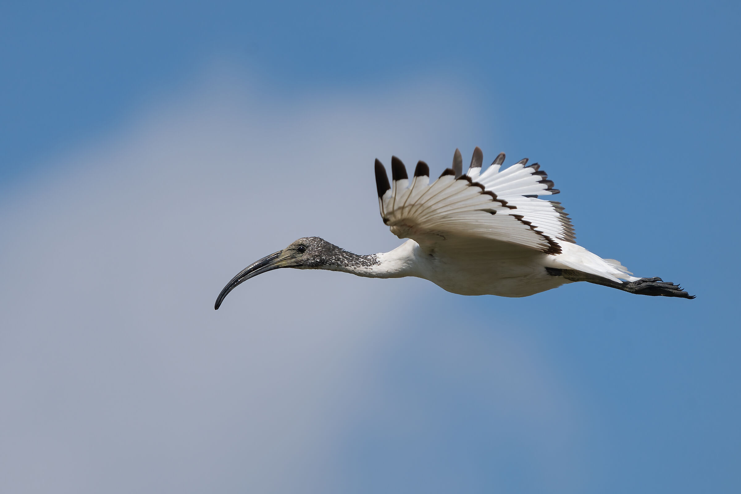 Fogolana - Ibis Sacro